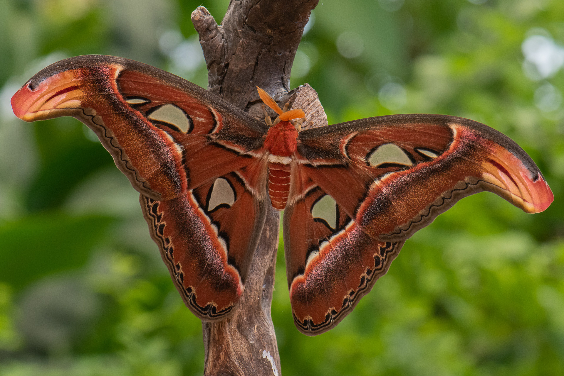 Atlas Moth (Attacus atlas)