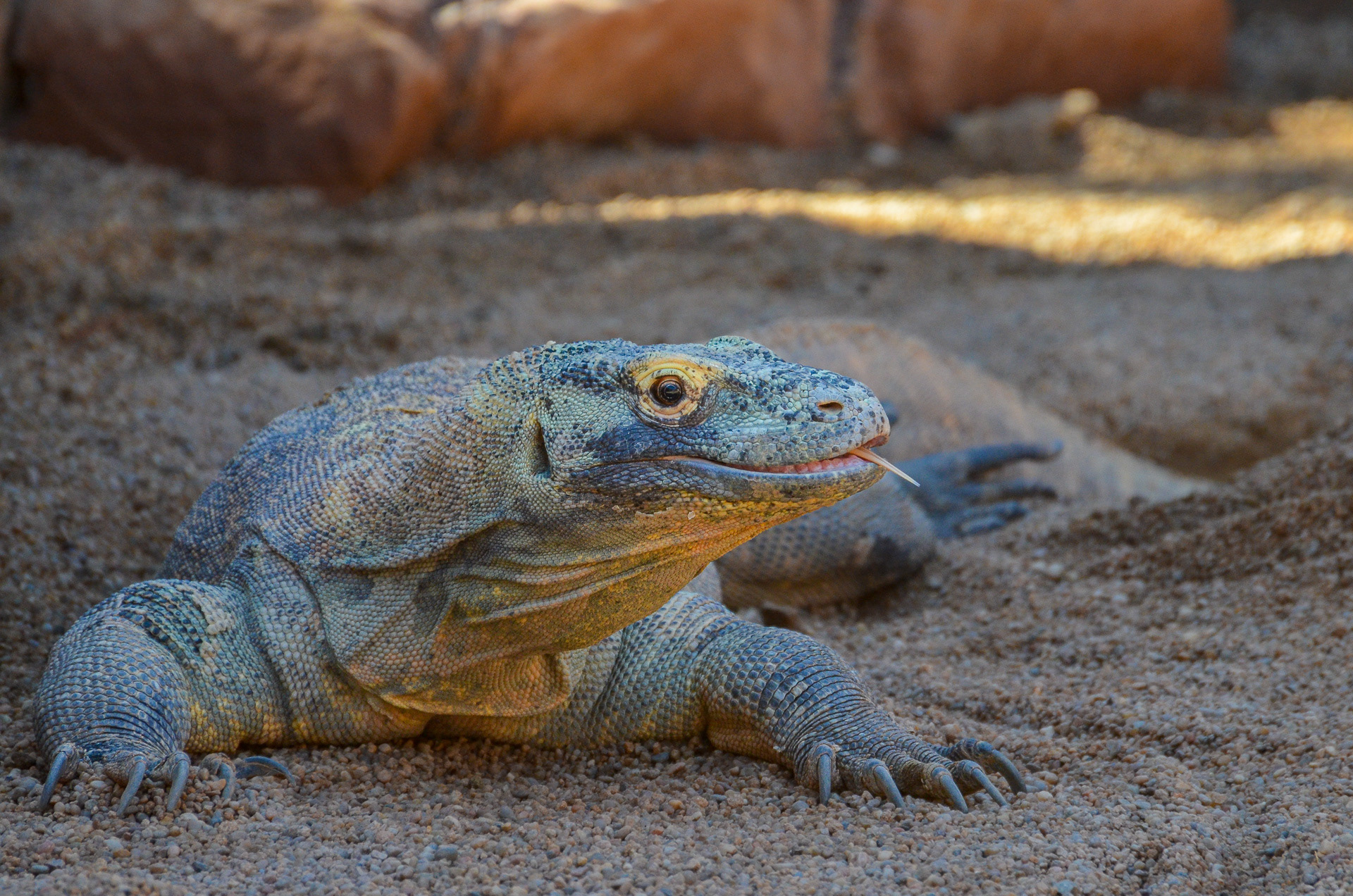 Dragon, Komodo