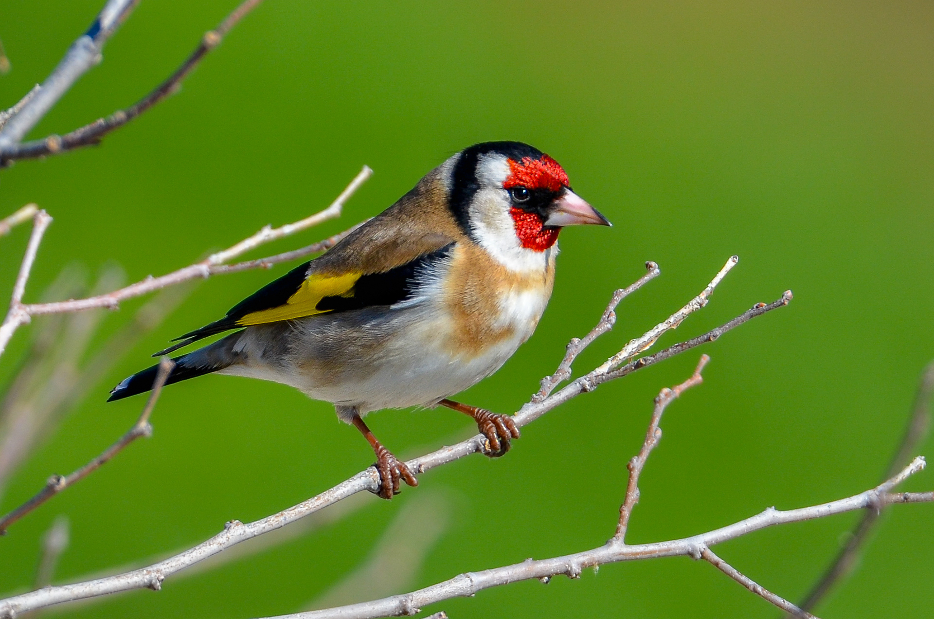 Goldfinch