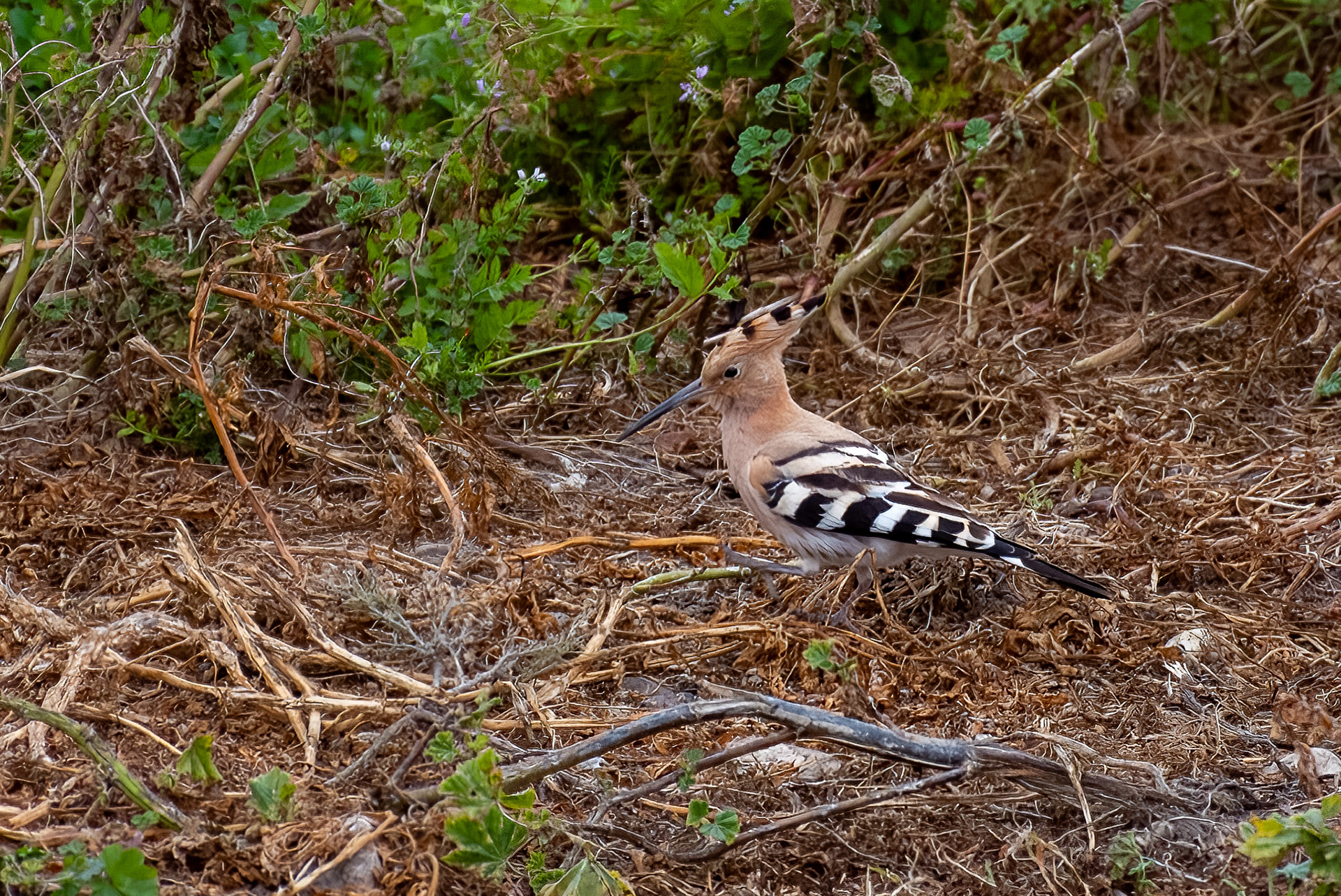 Hoopoe