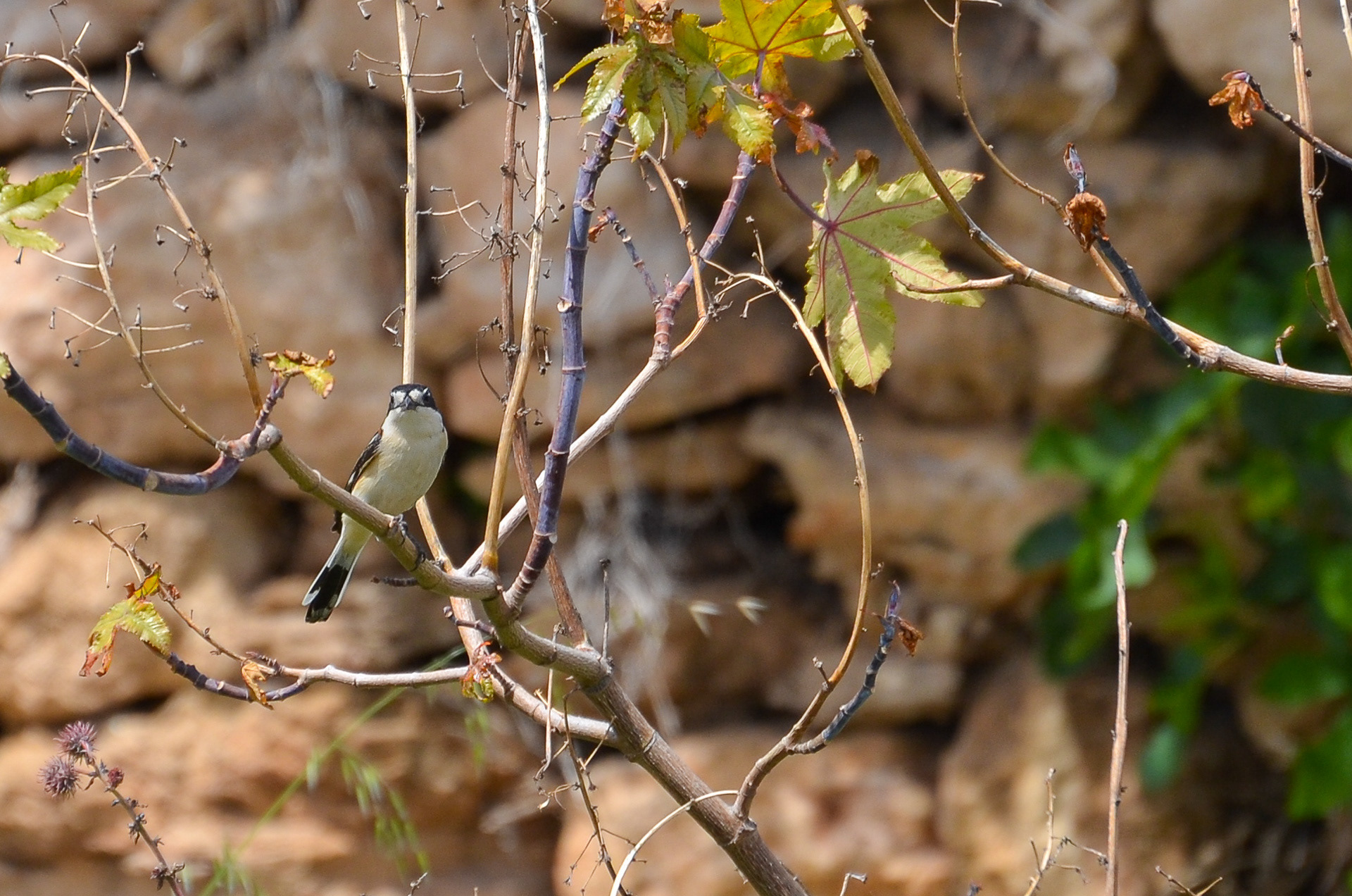 Woodchat Shrike (female)