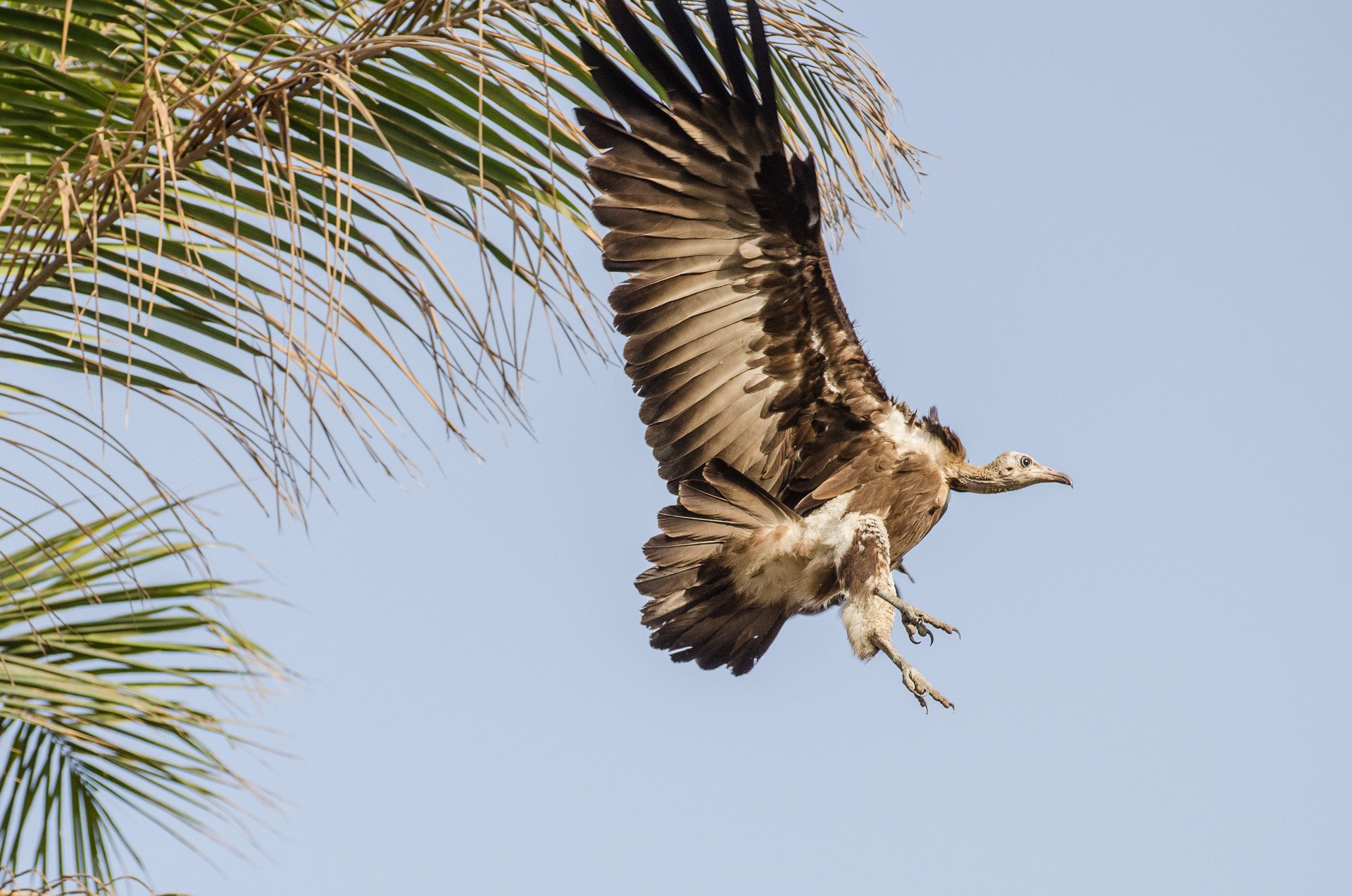 Vulture, Hooded (Necrosyrtes monachus)