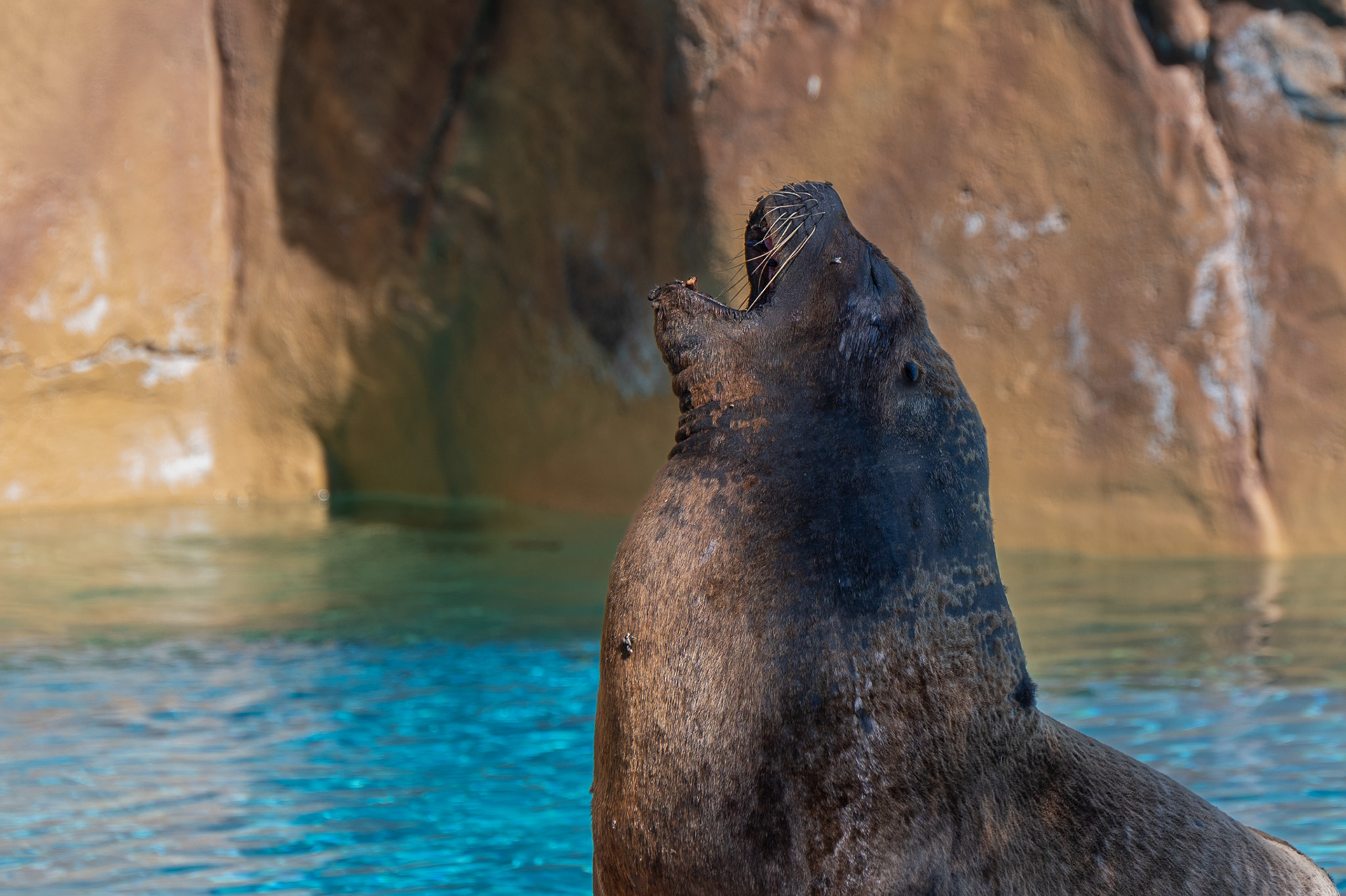 Sealion
