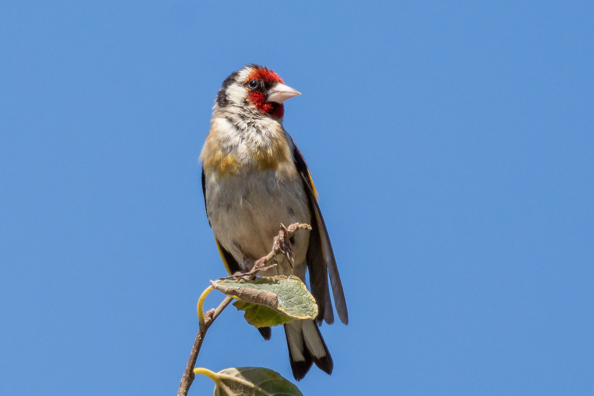 Goldfinch (Carduelis carduelis)