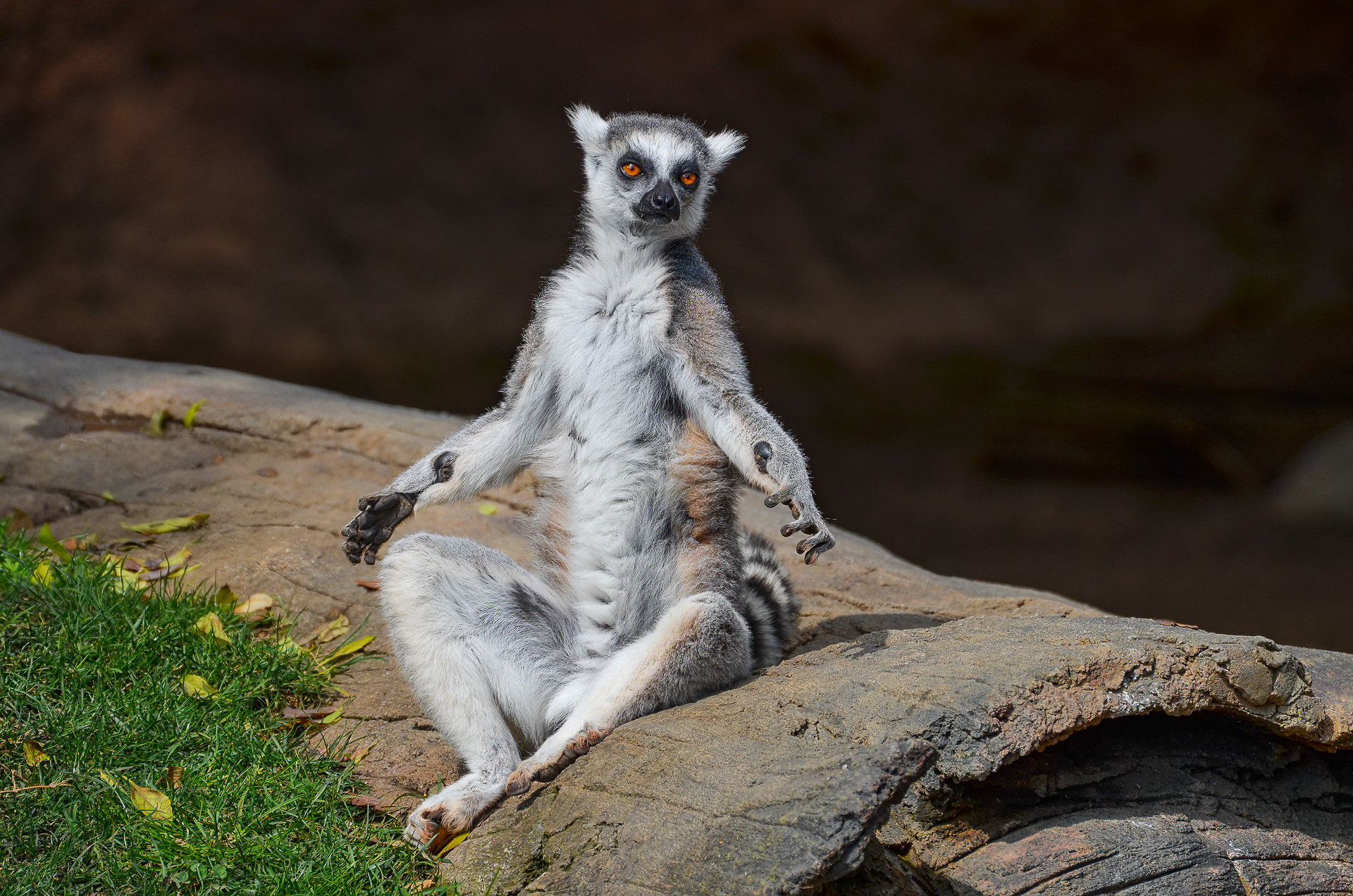 Lemur, Ring-tailed  (Lemur catta)