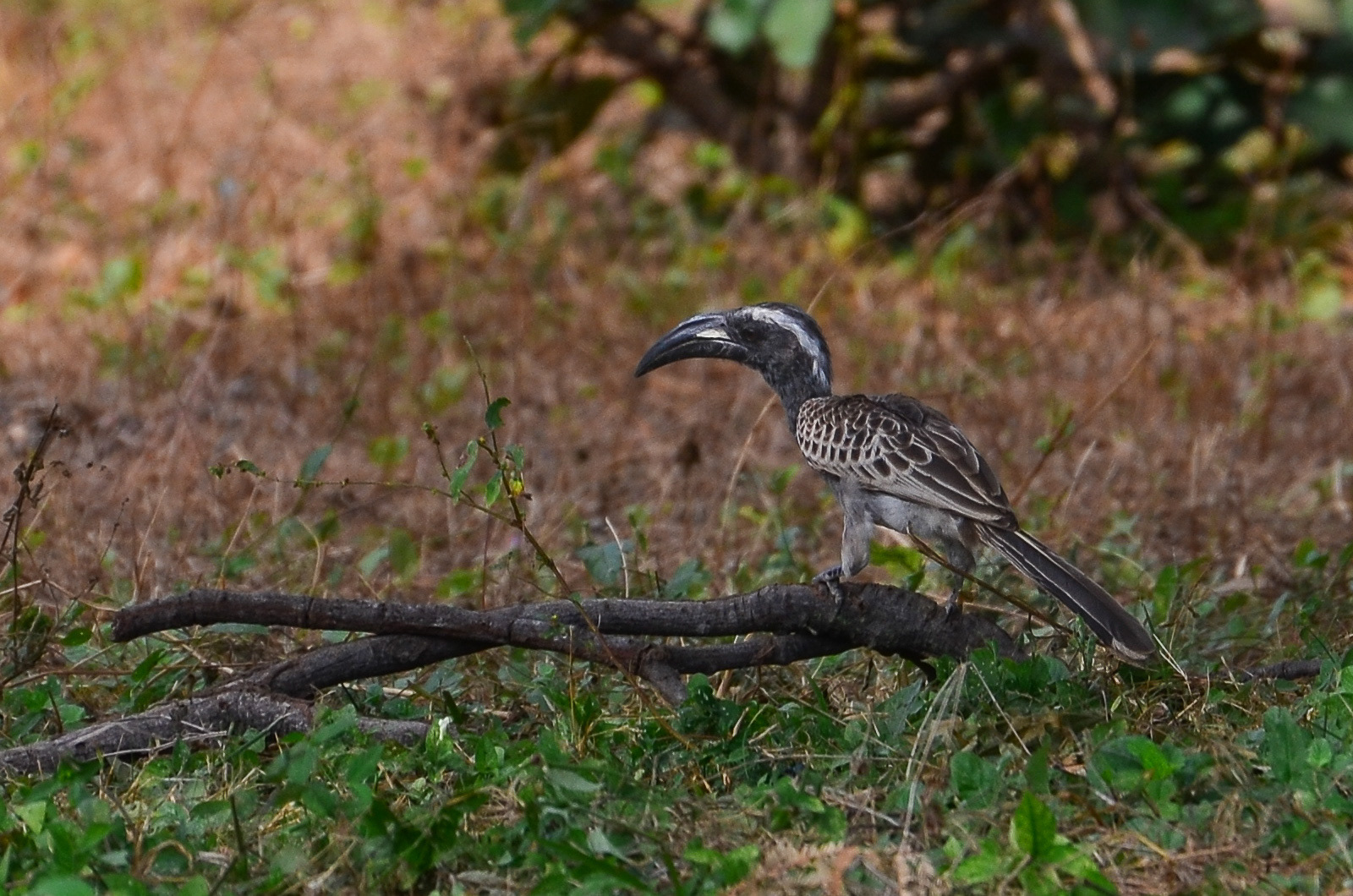 African Grey Hornbill