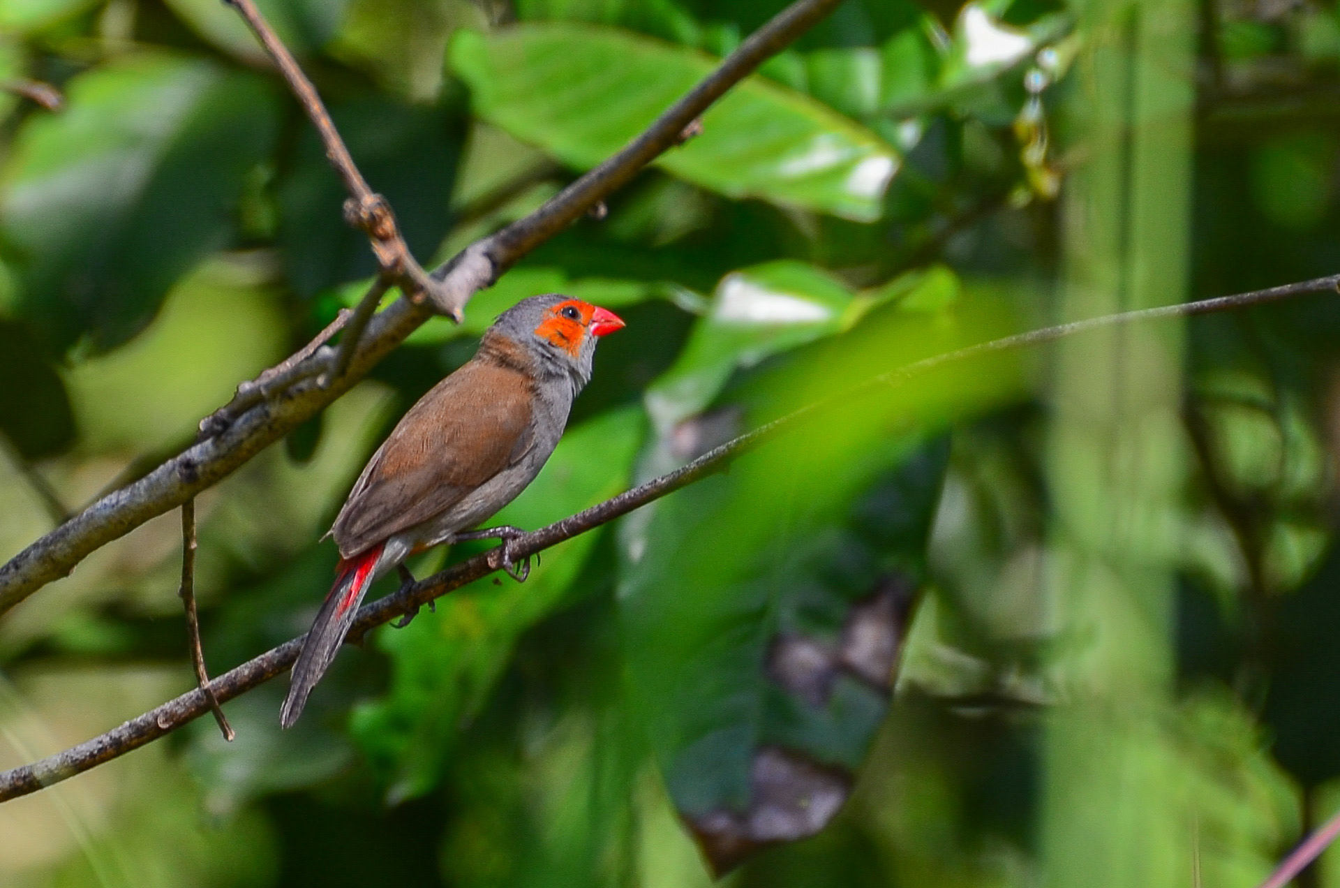 Orange-cheeked Waxbill