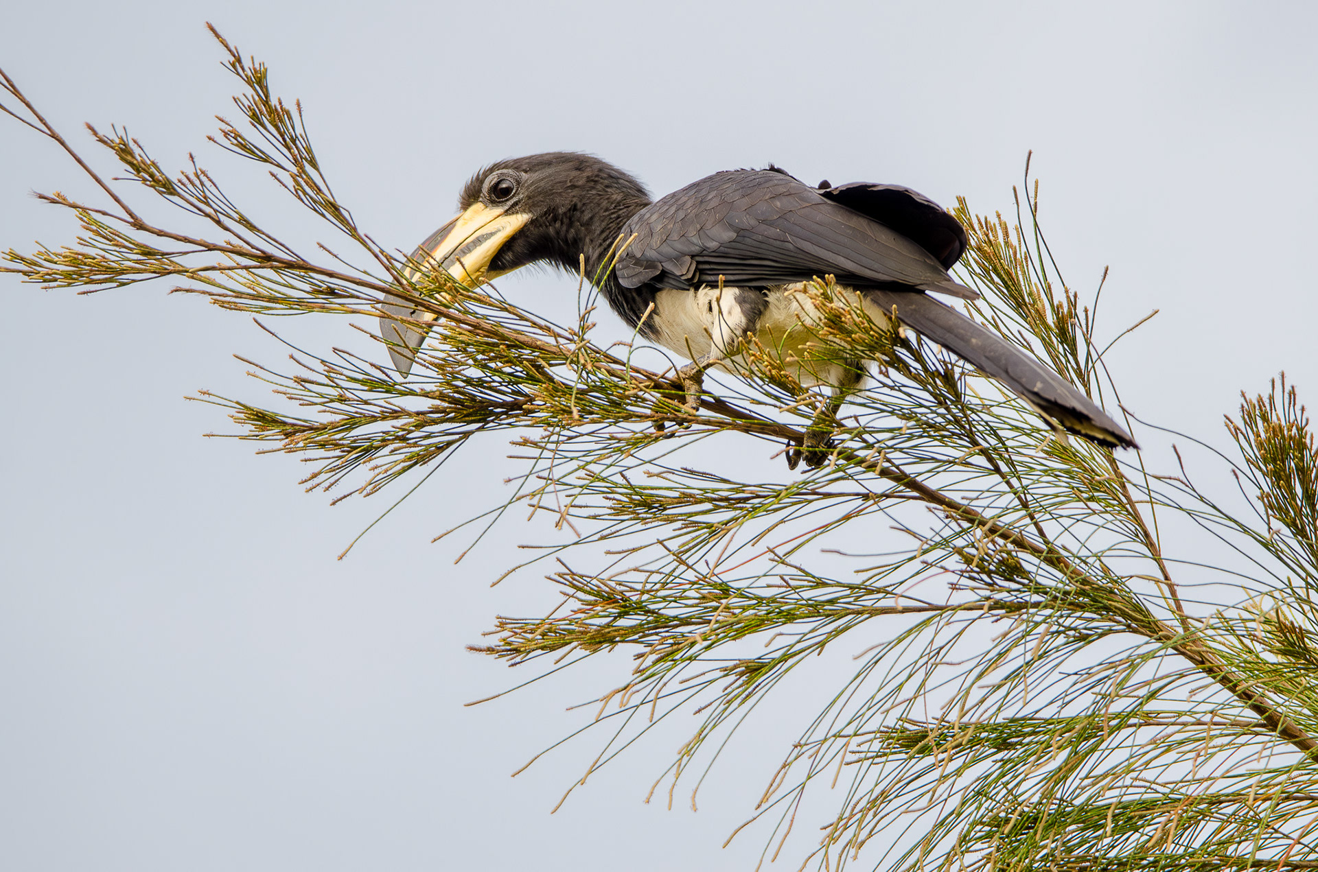 West African Pied Hornbill