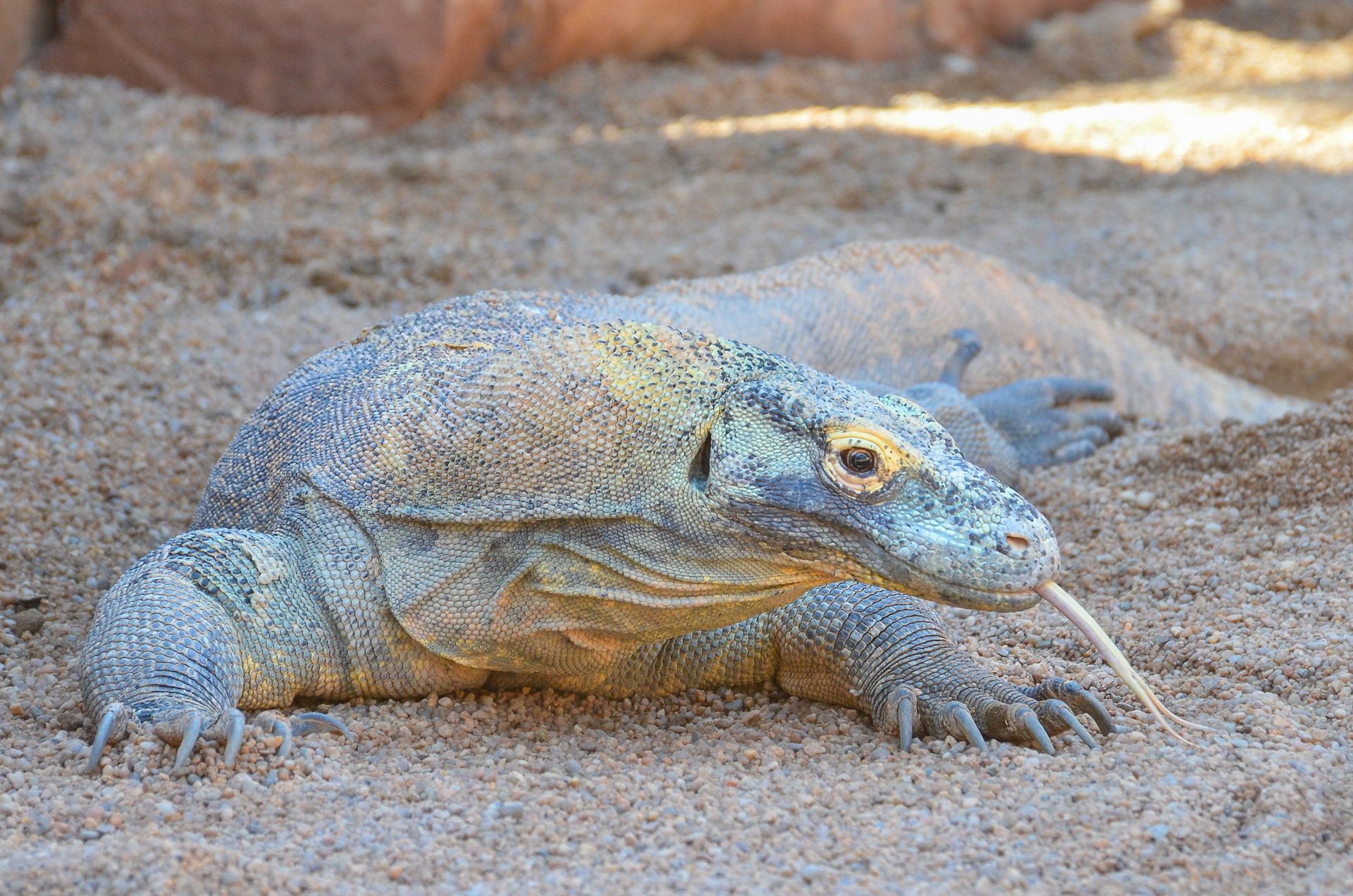 Dragon, Komodo