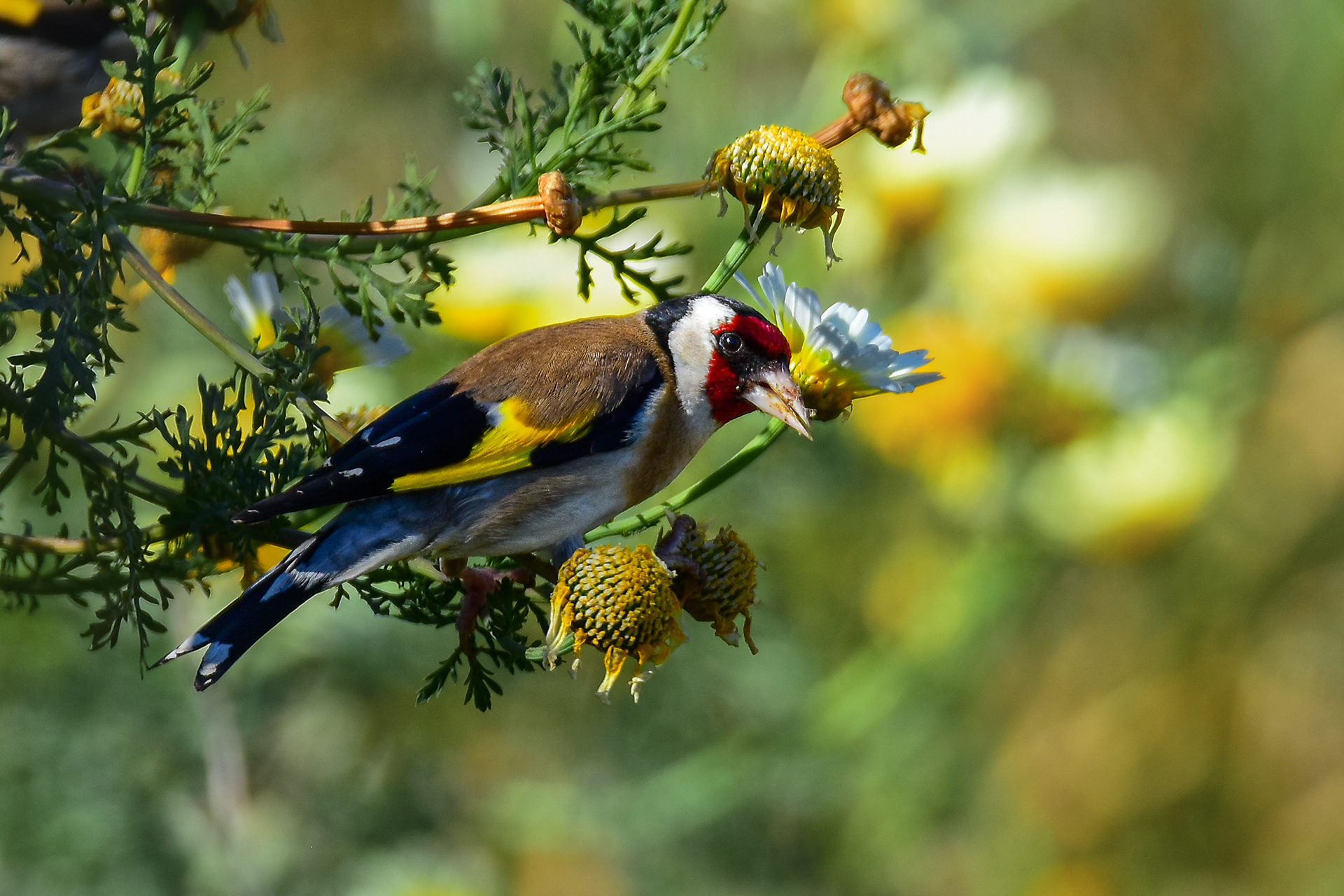 Goldfinch