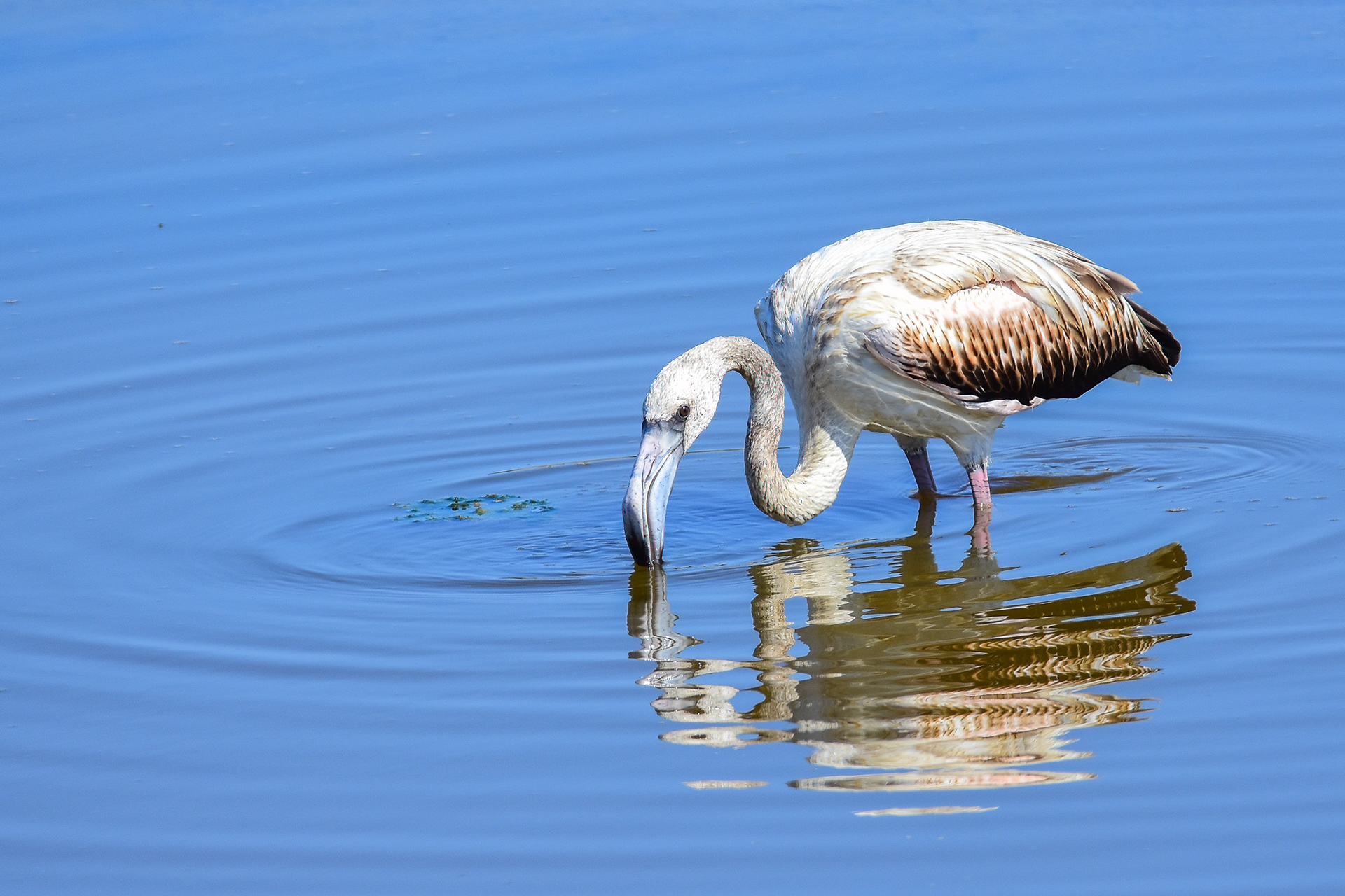 Greater Flamingo