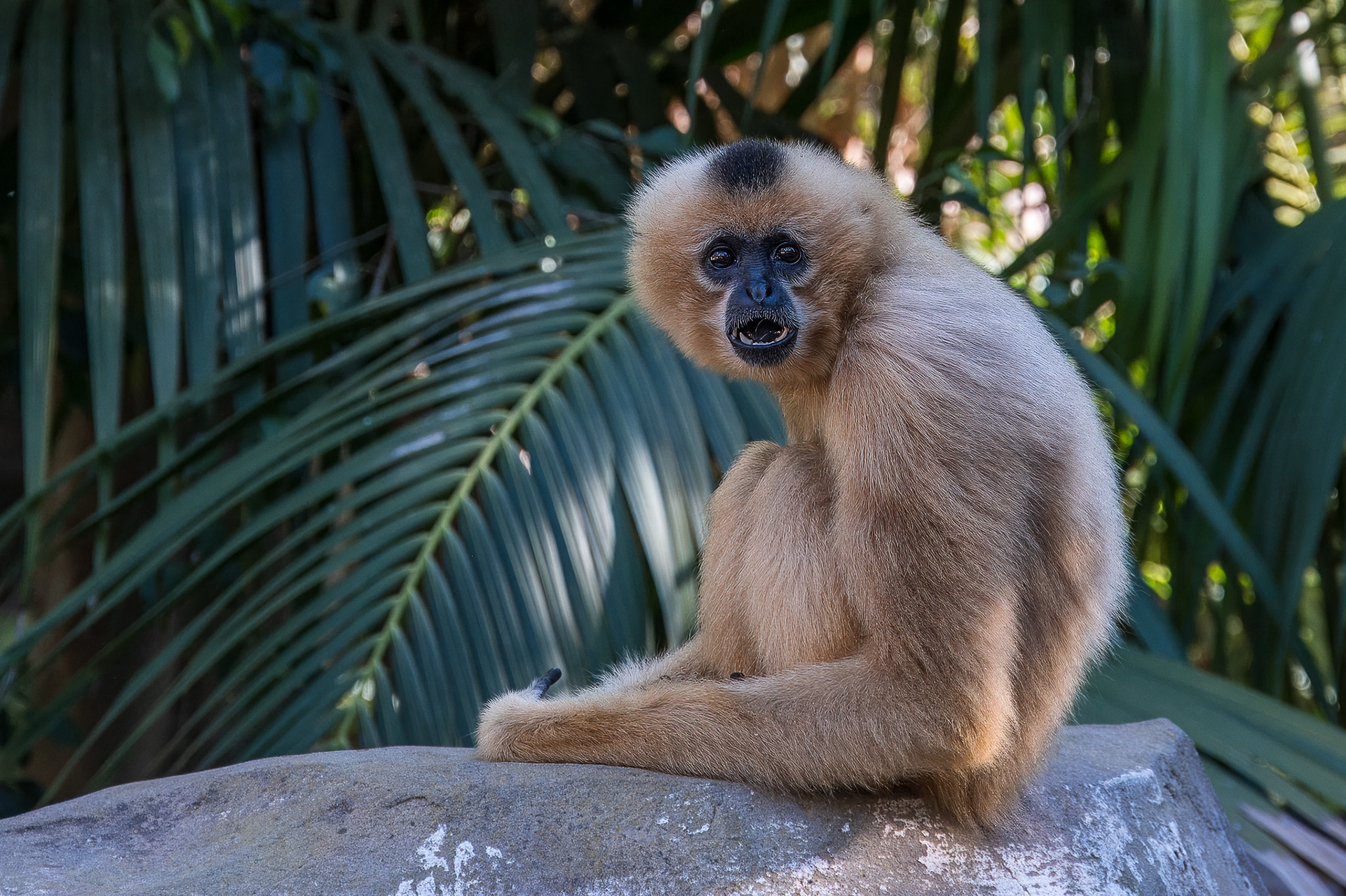 Gibbon, Yellow-cheeked (Nomascus gabriellae)