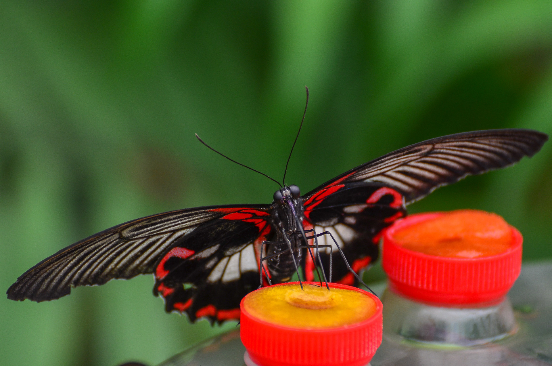 Scarlet Mormon