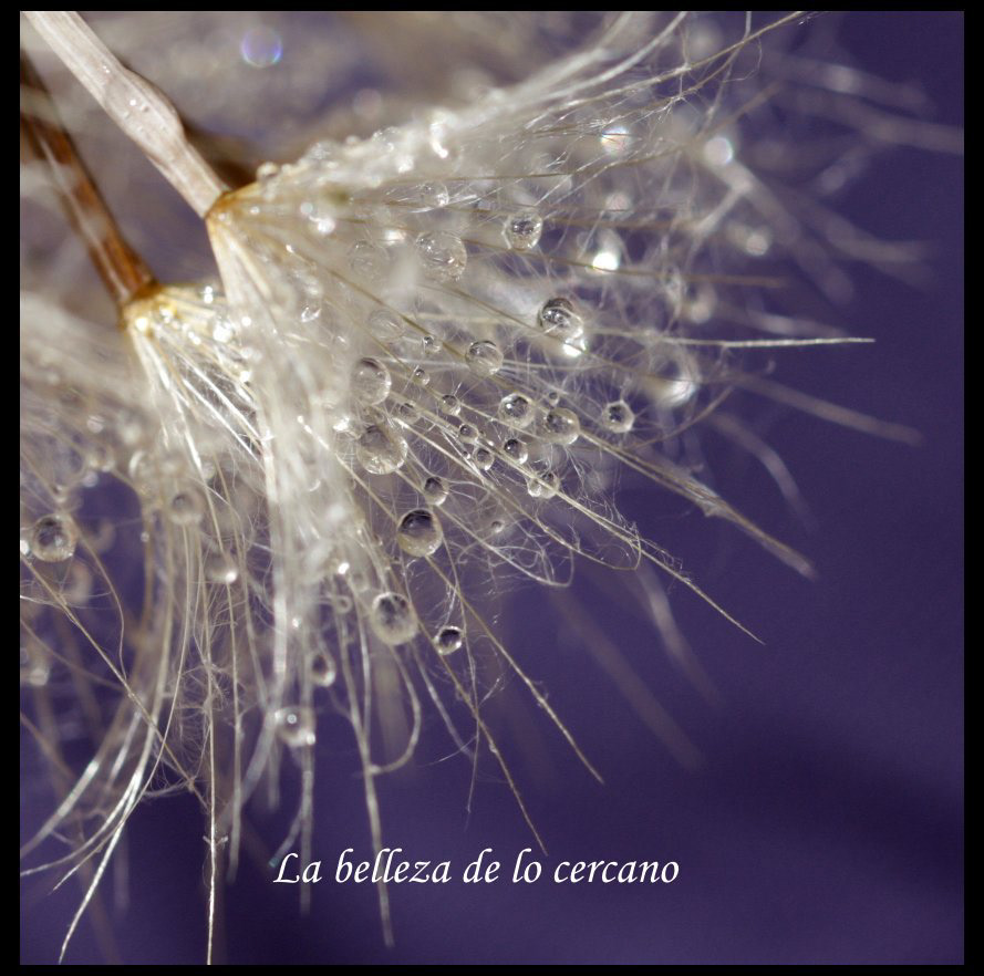 La belleza de lo cercano