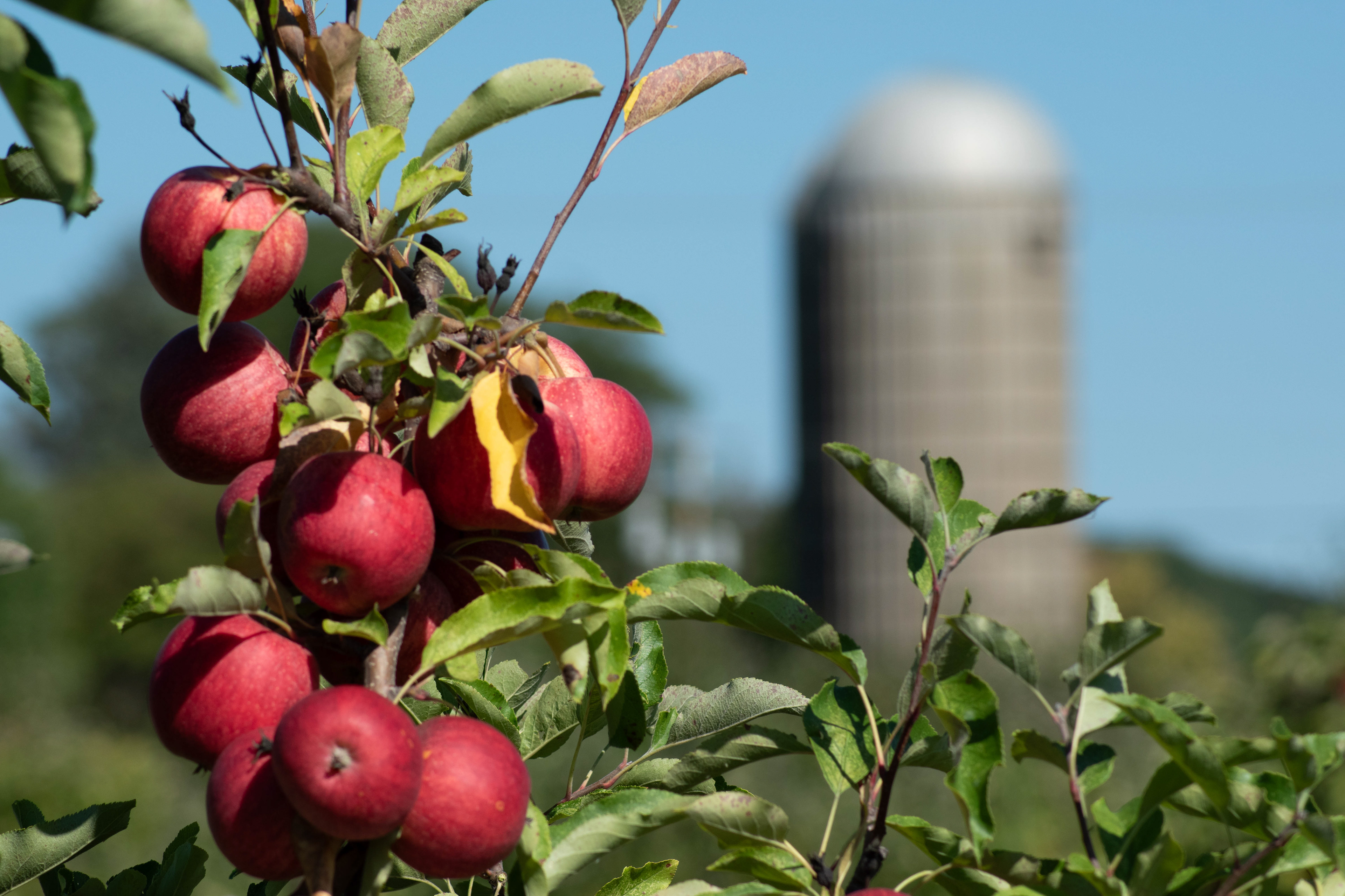 SOME APPLE ORCHARD WE WENT TO...