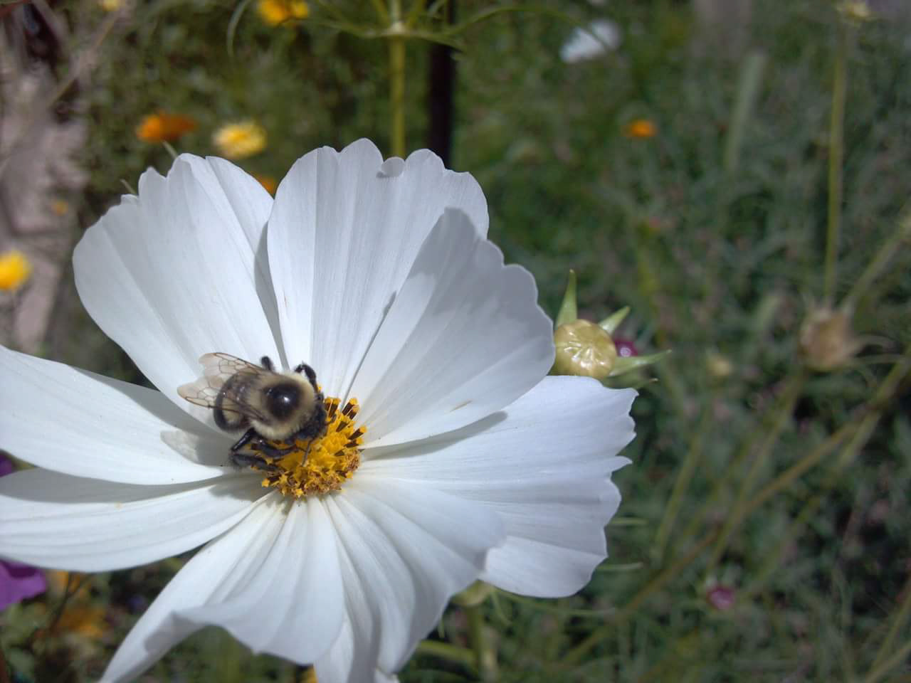 BUMBLE BEE