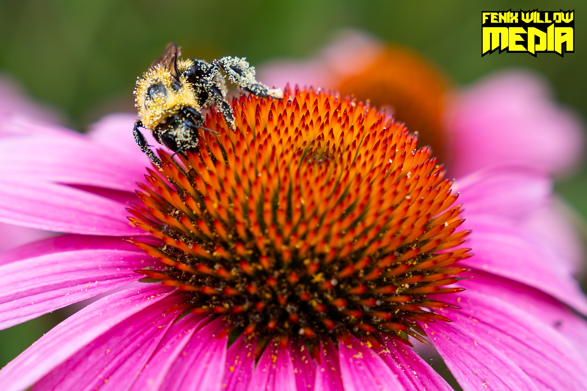 BEE COVERED IN POLLEN
