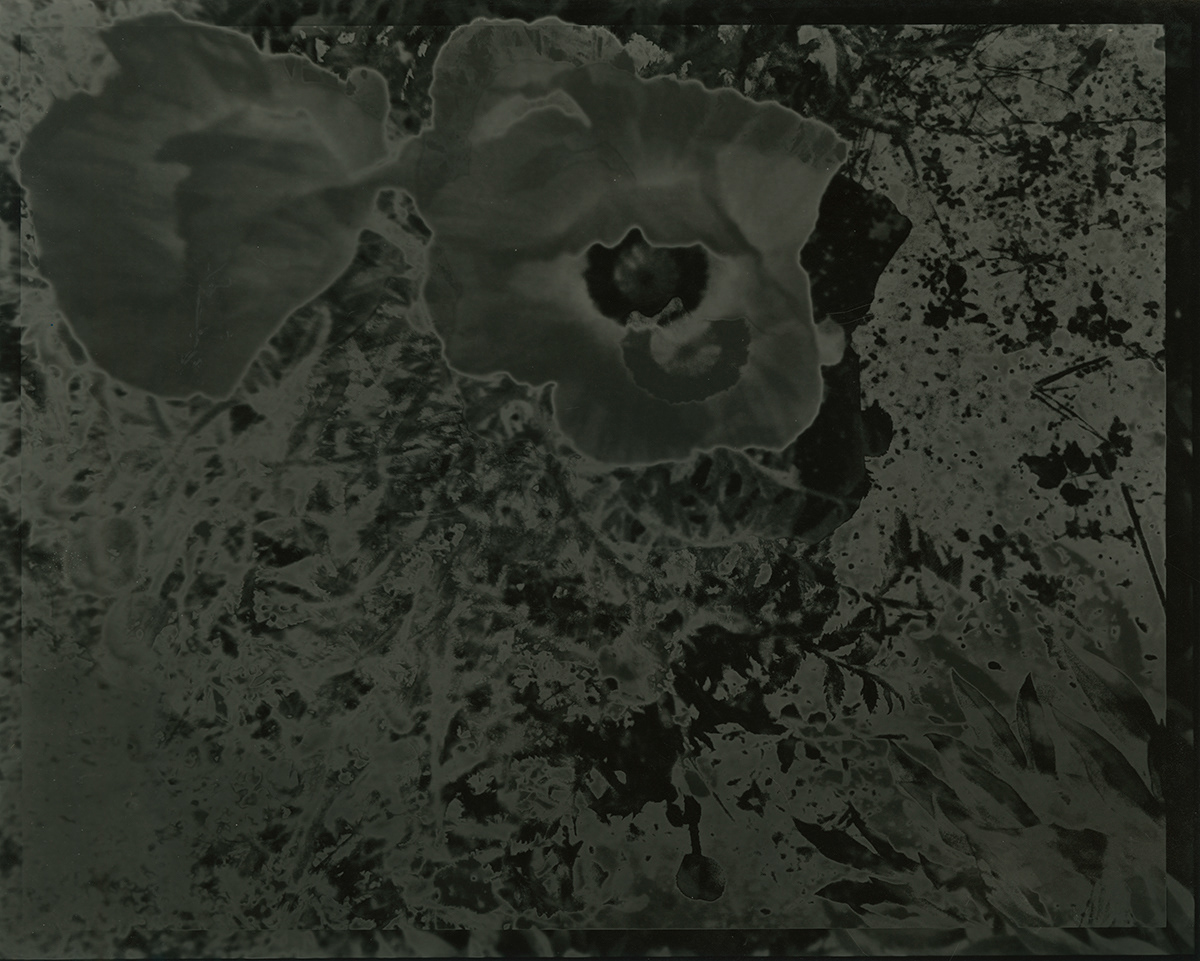 Poppies, Silver gelatin print, 10" X 8", 2025