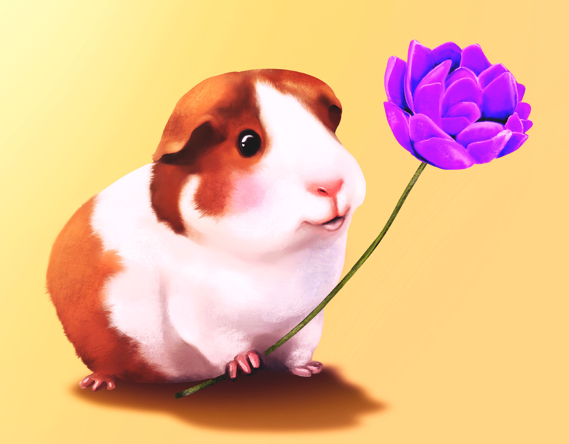 Meerschweinchen