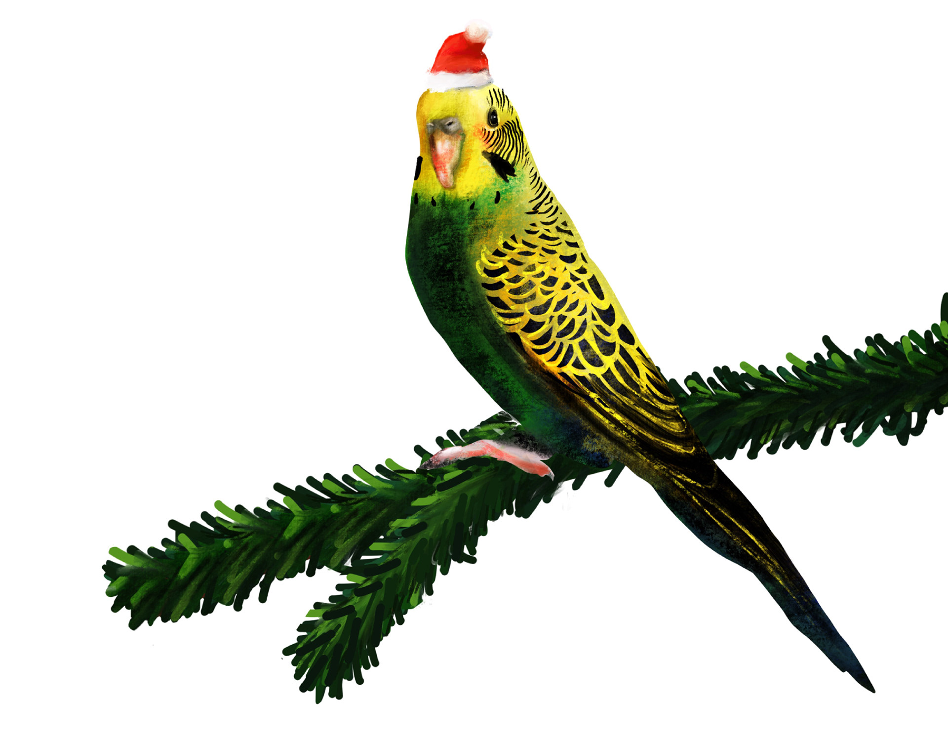 Weihnachts-Wellensittich