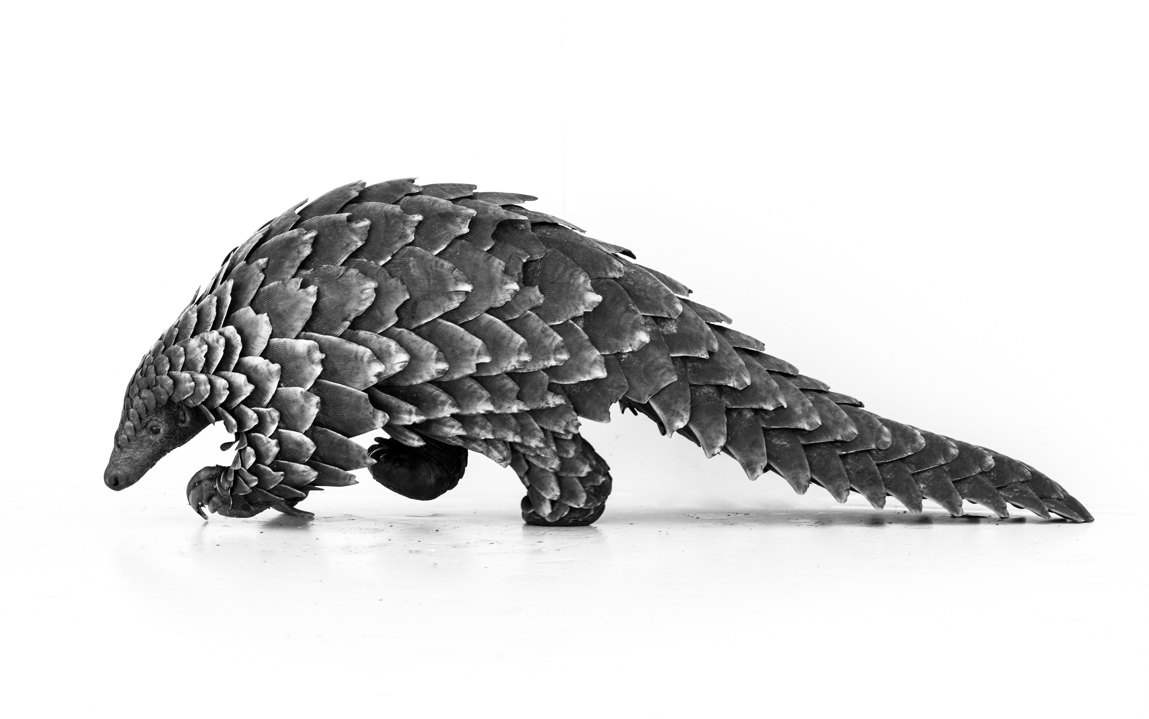 Pangolin