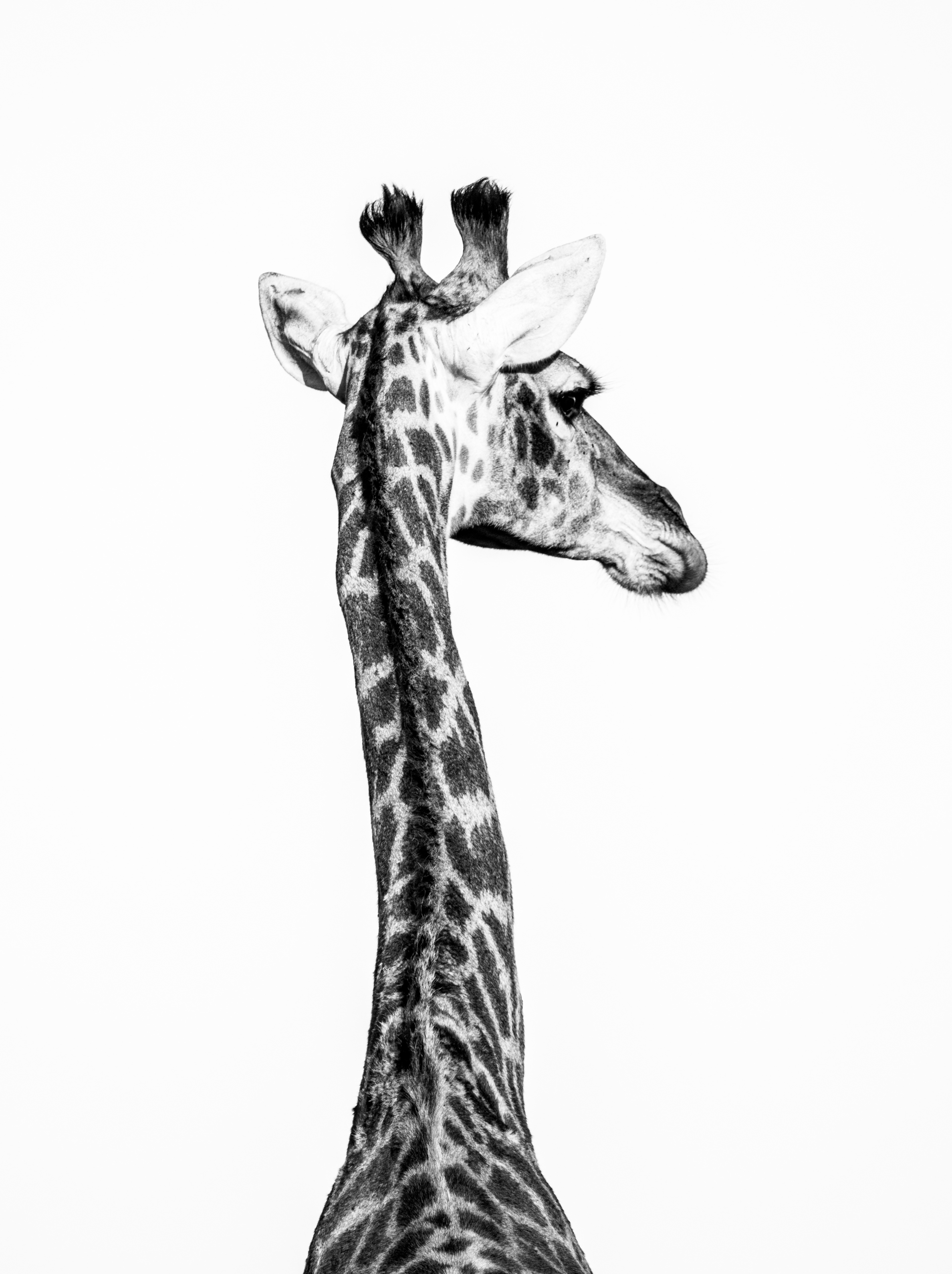 Giraffe Portrait