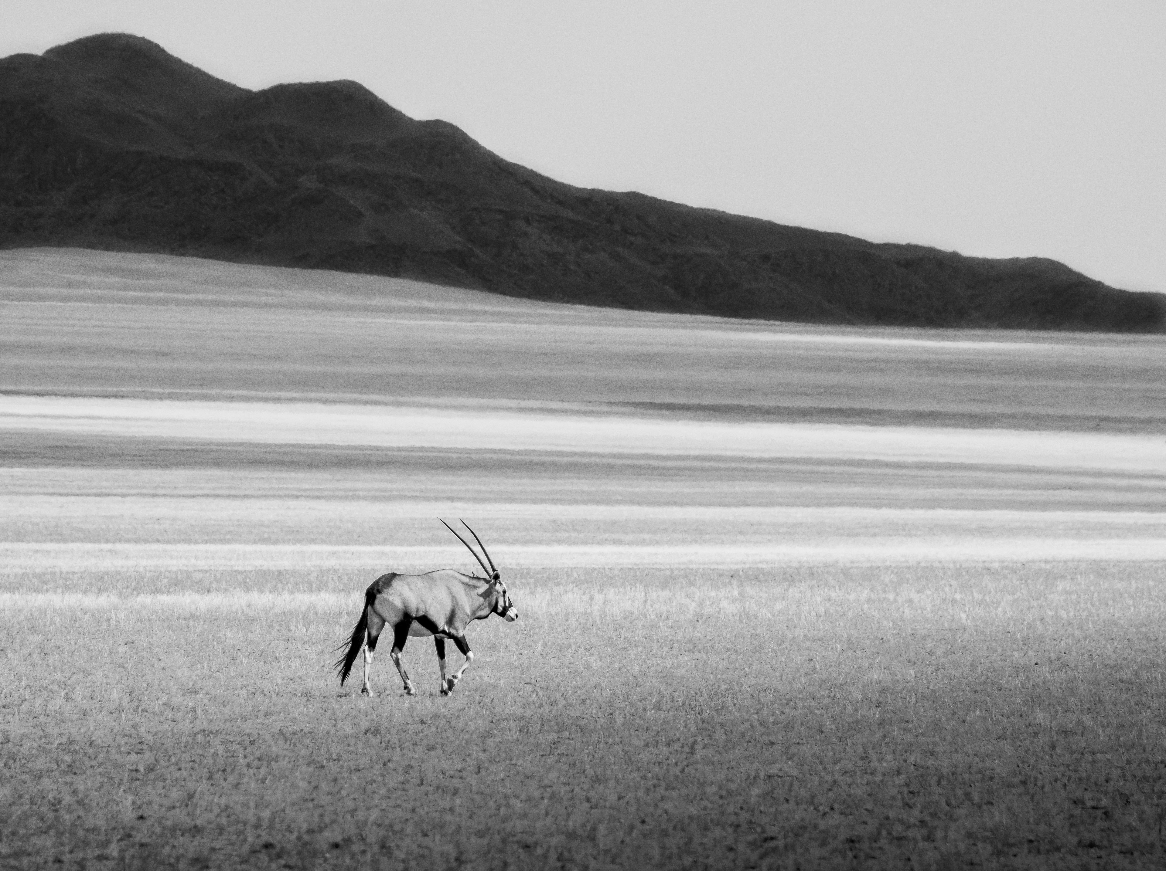 Lone Gemsbok