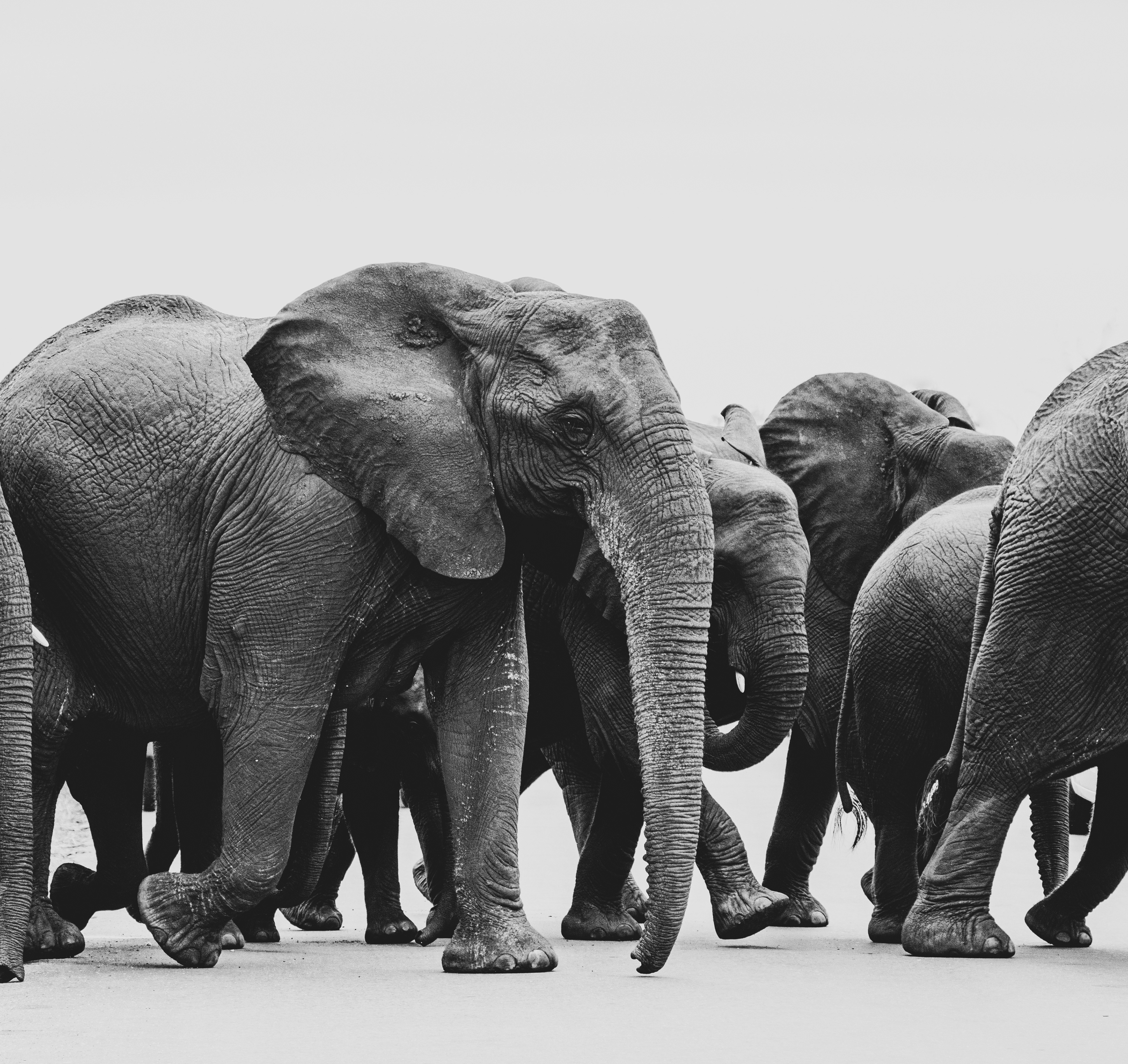 Elephant Crossing