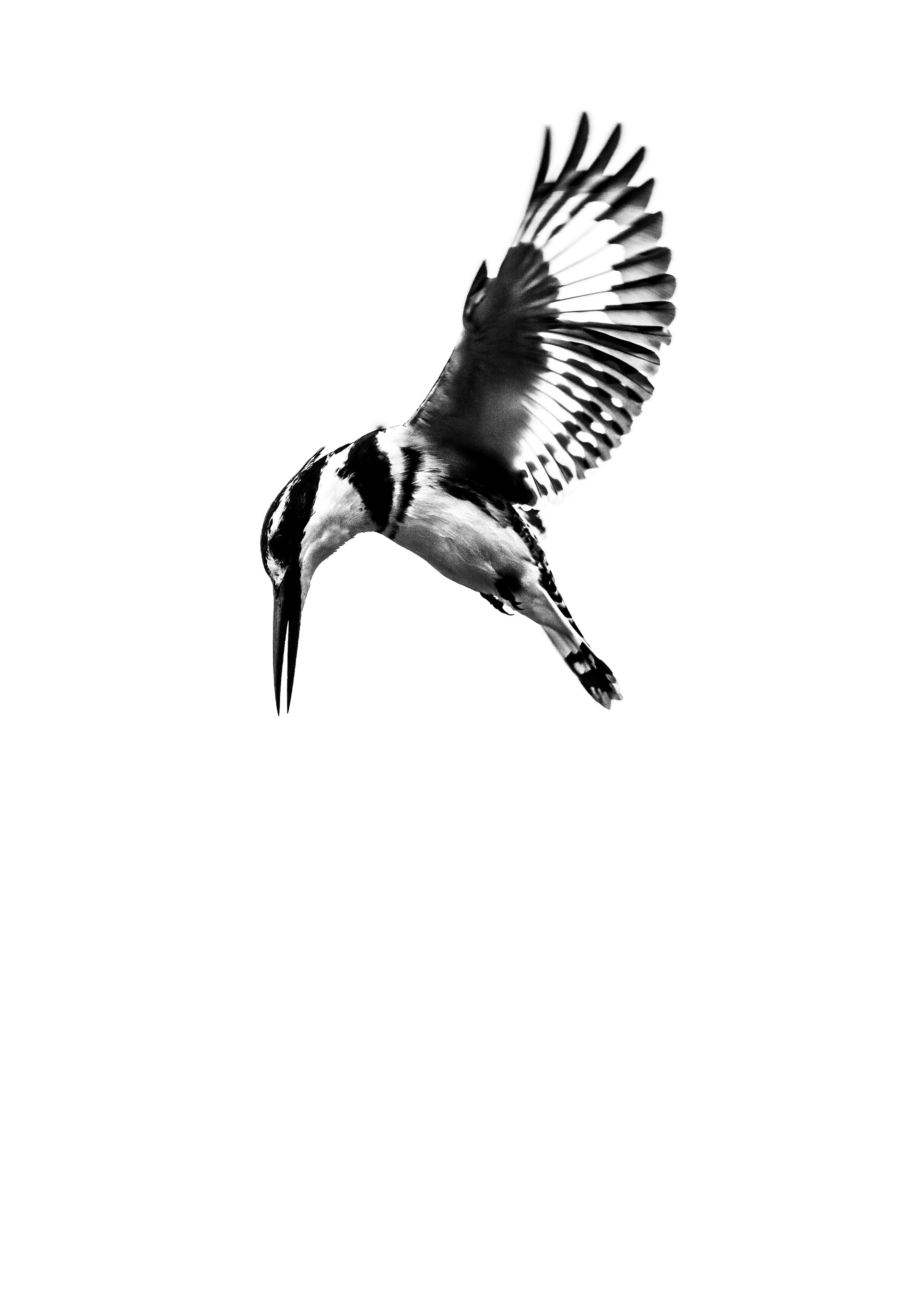 Pied Kingfisher