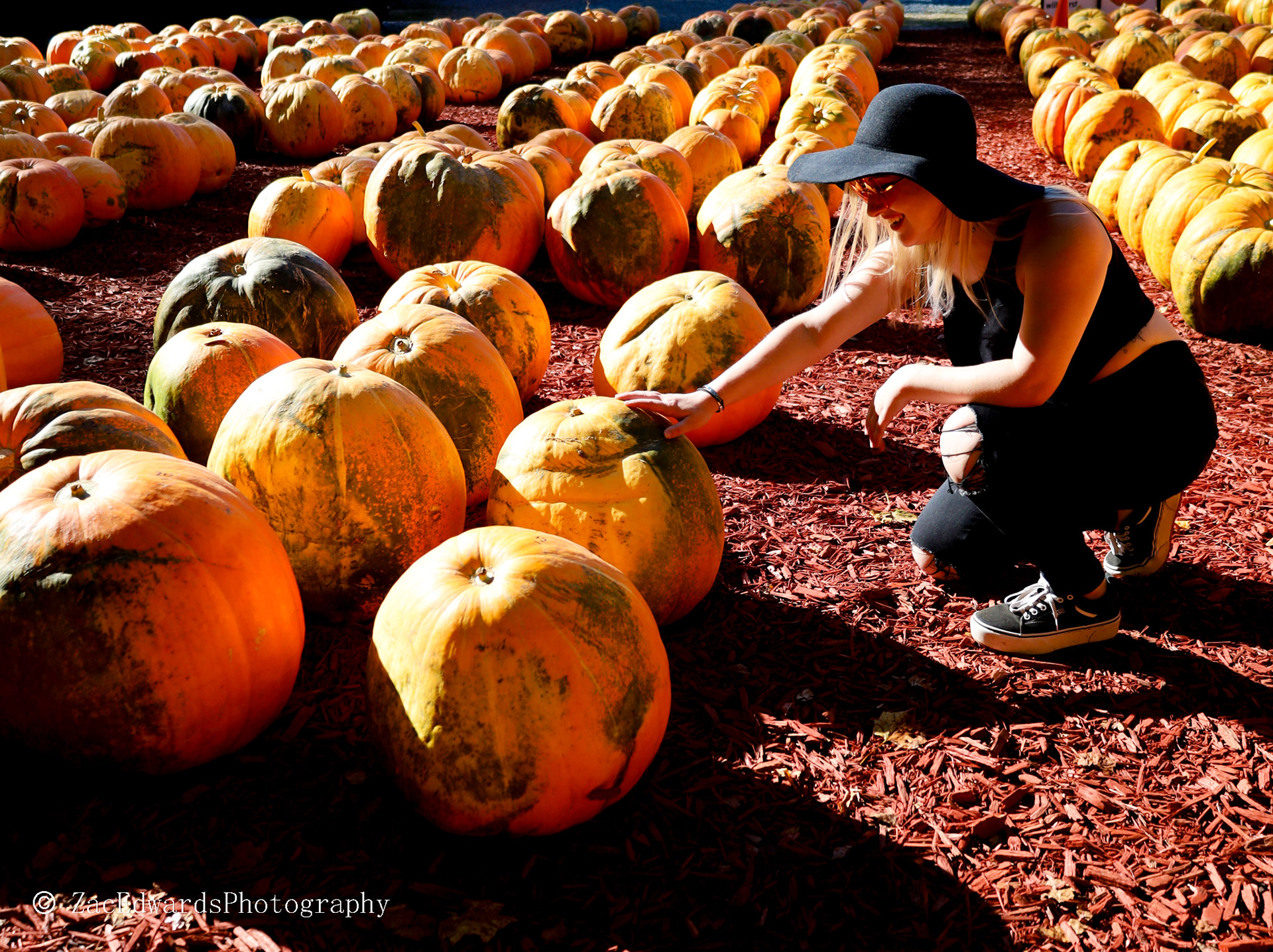 In the Pumpkin Patch