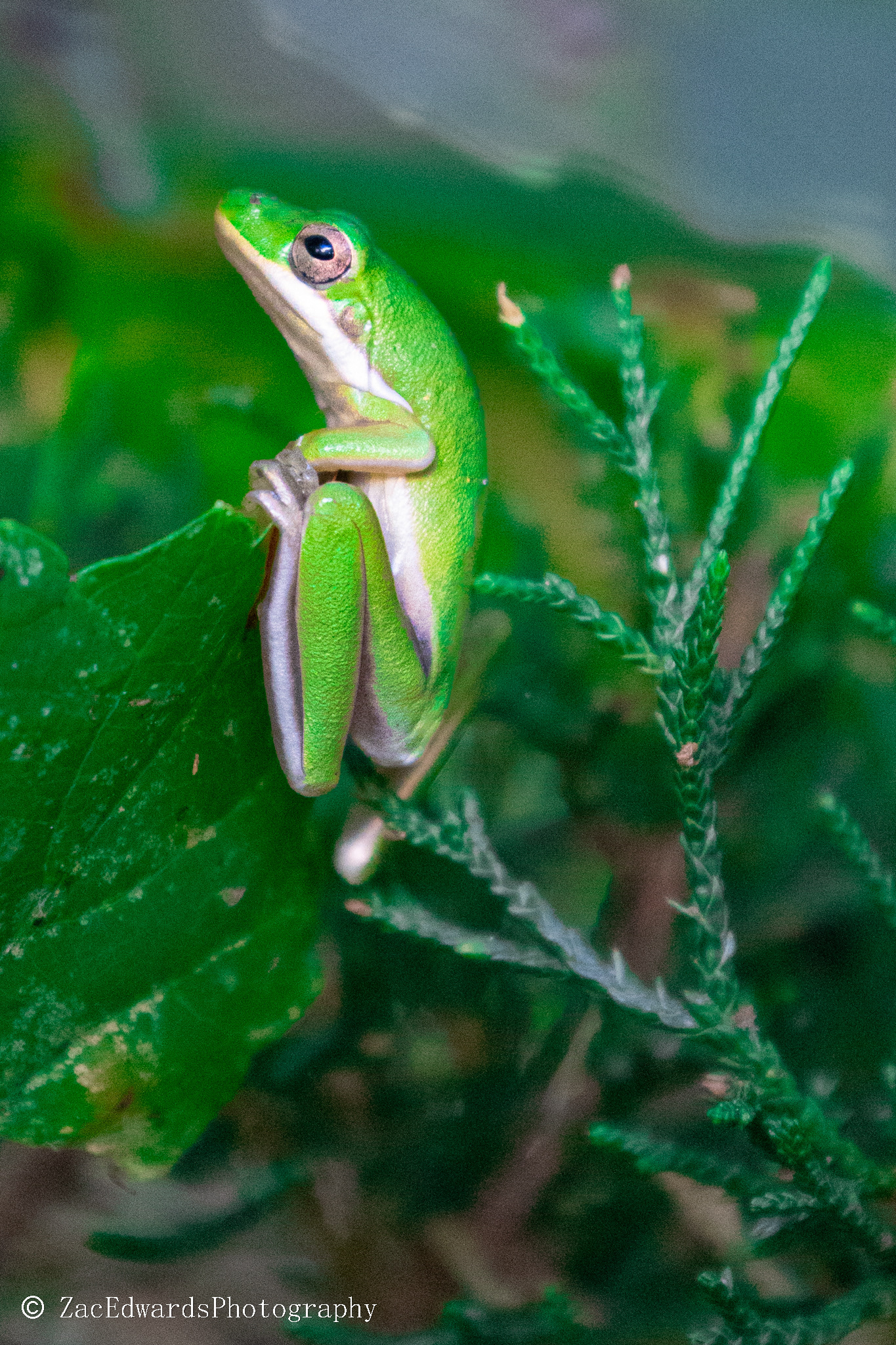 Frog