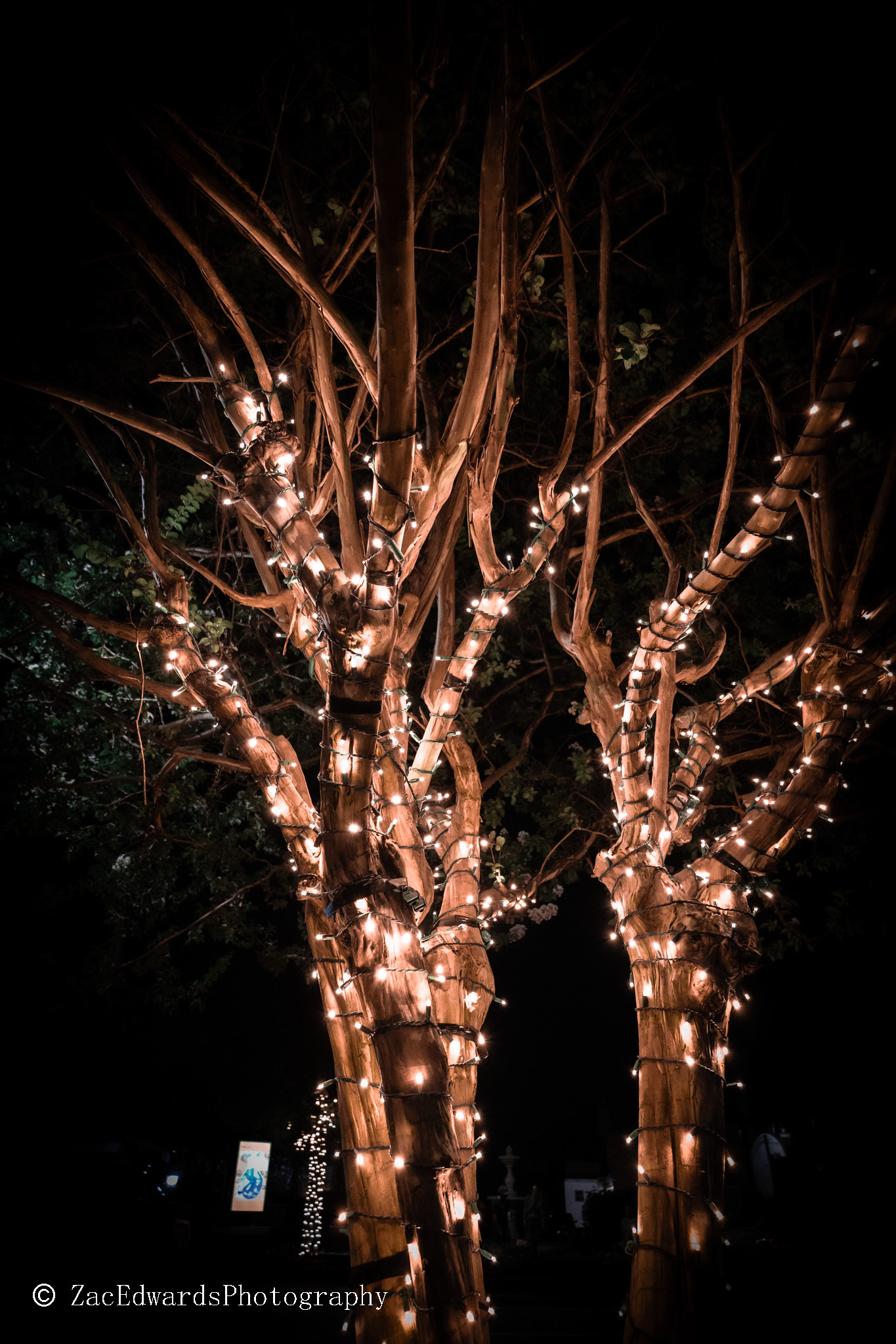 Lit up Tree