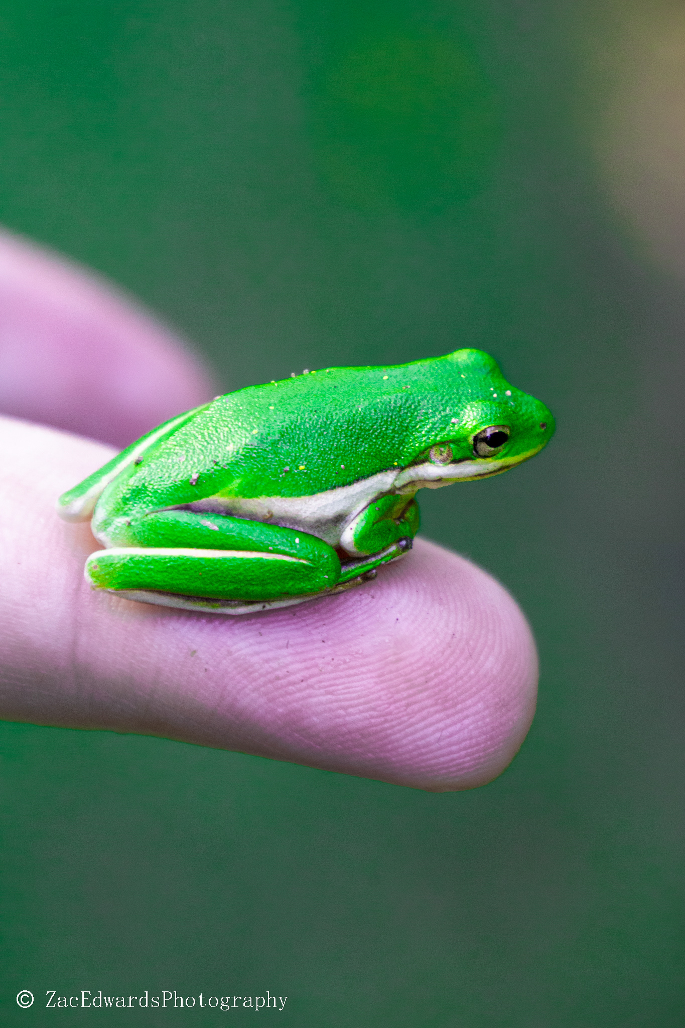 Frog