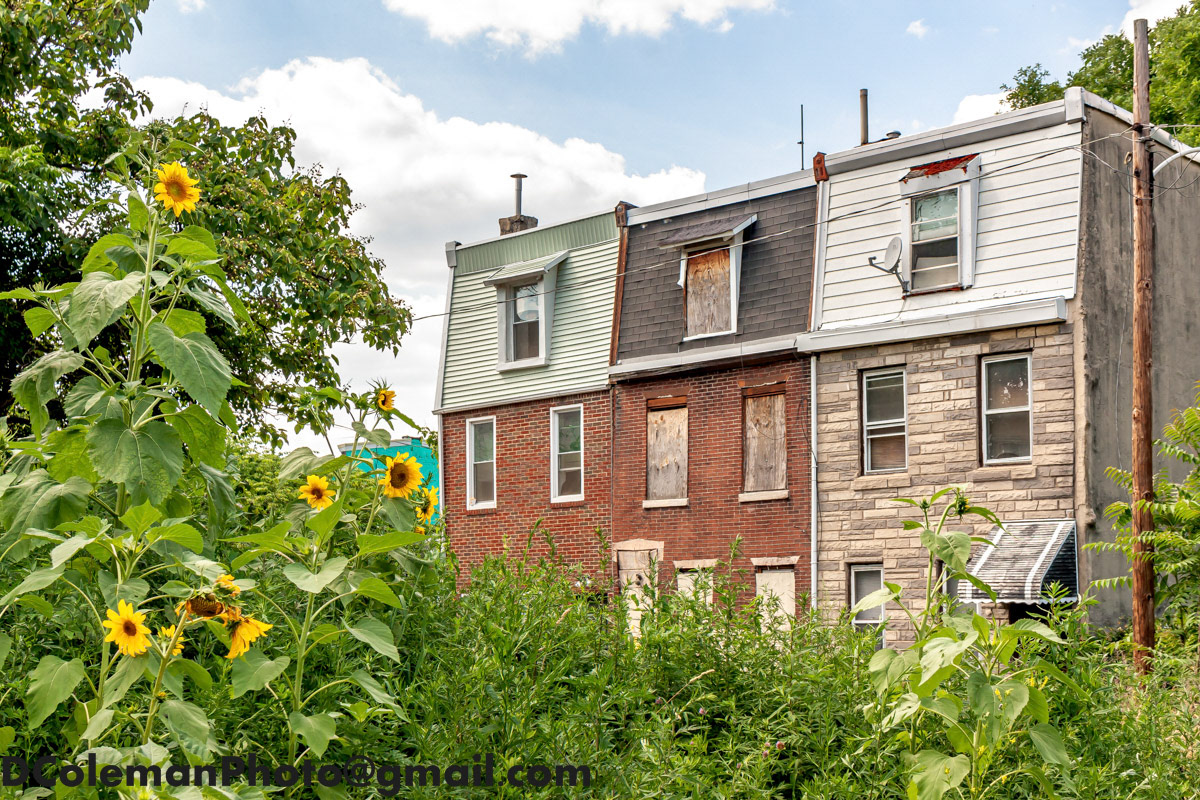 Sunflowers in Sharswood, North Philadelphia 2016