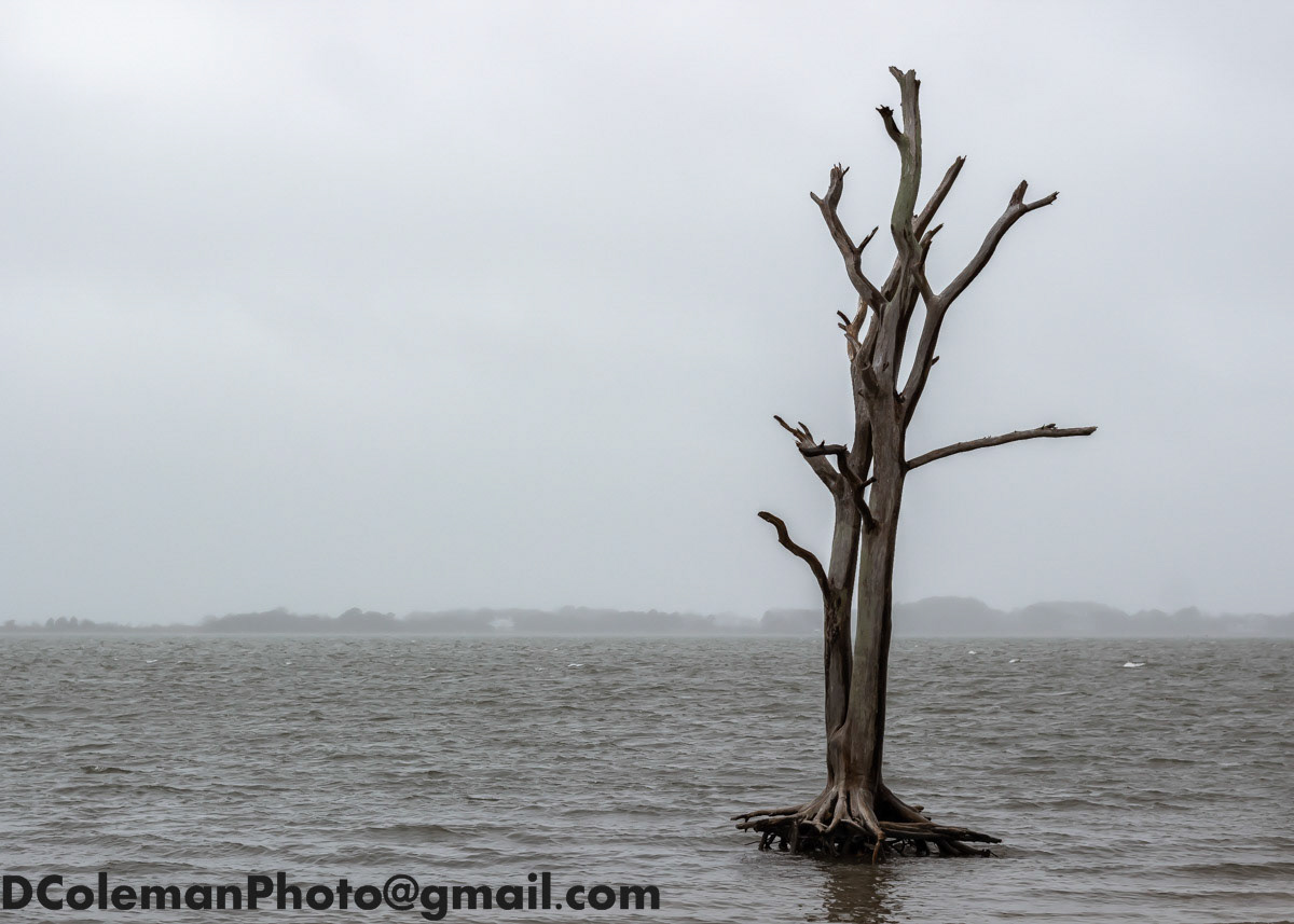 Assateague Island, MD 2019
