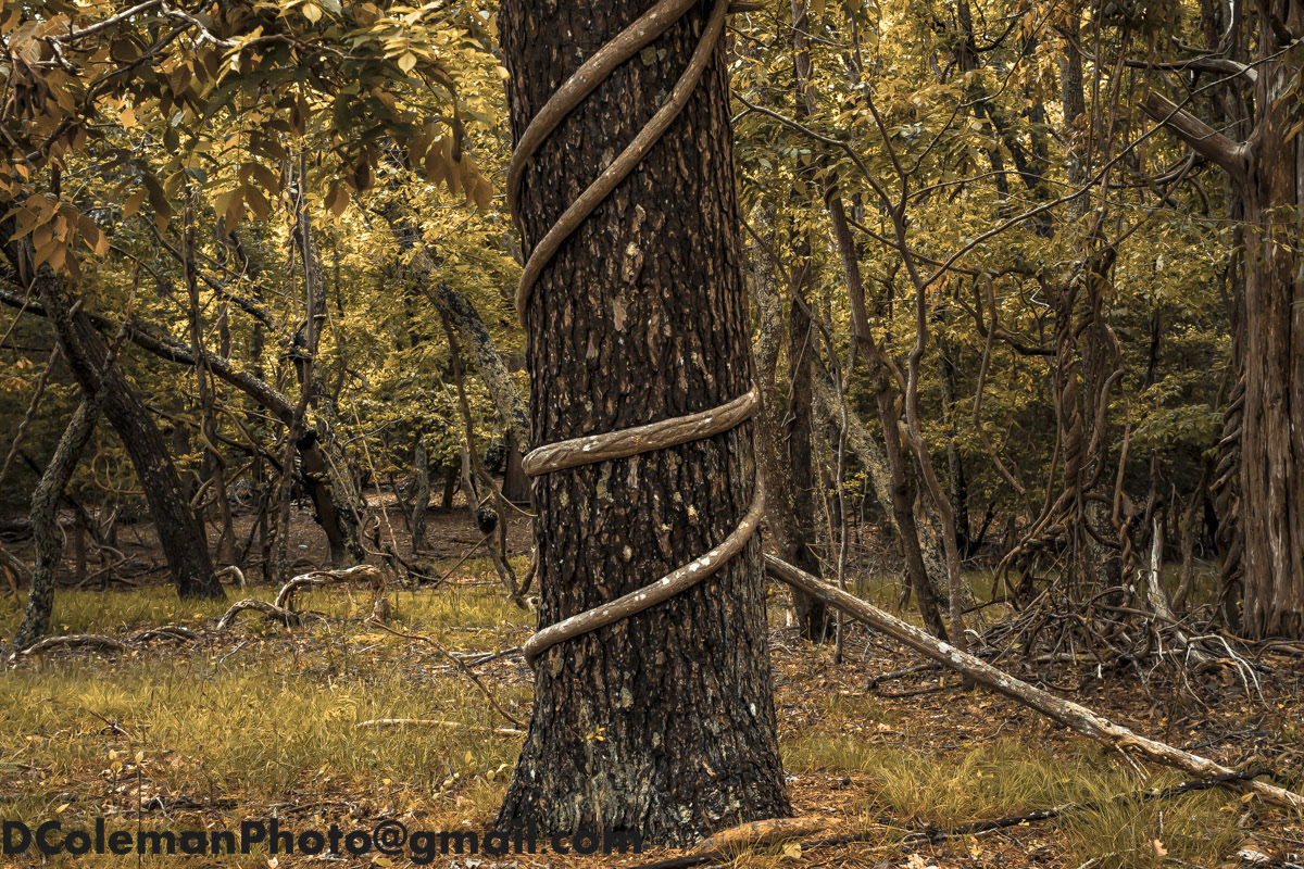 Manumuskin River Preserve, NJ 2019