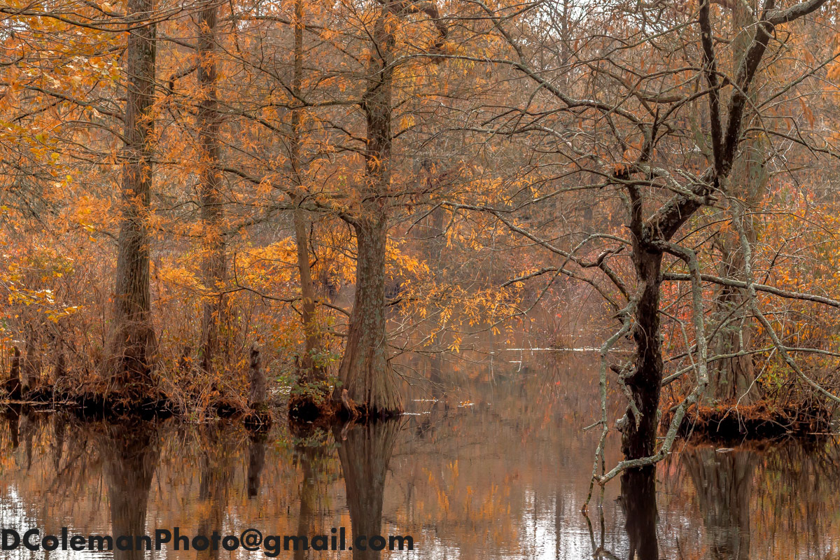 Cypress on Trussom Pond, DE 2019