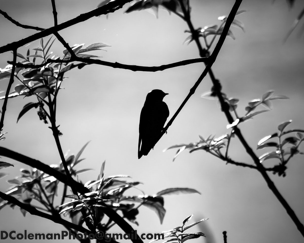Small Bird, John Heinz Refuge 2019