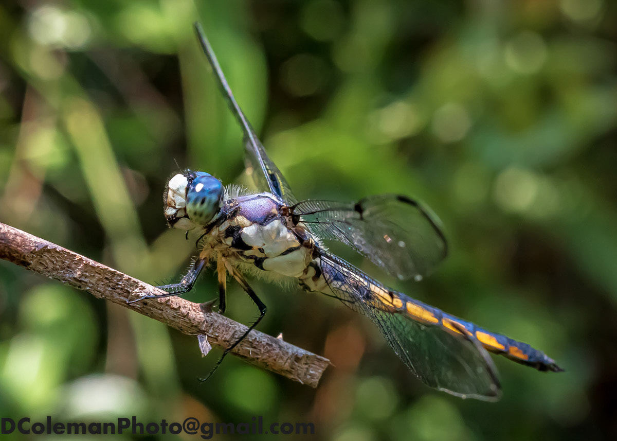 "Great Blue Skimmer" Dragonfly, NC 2020