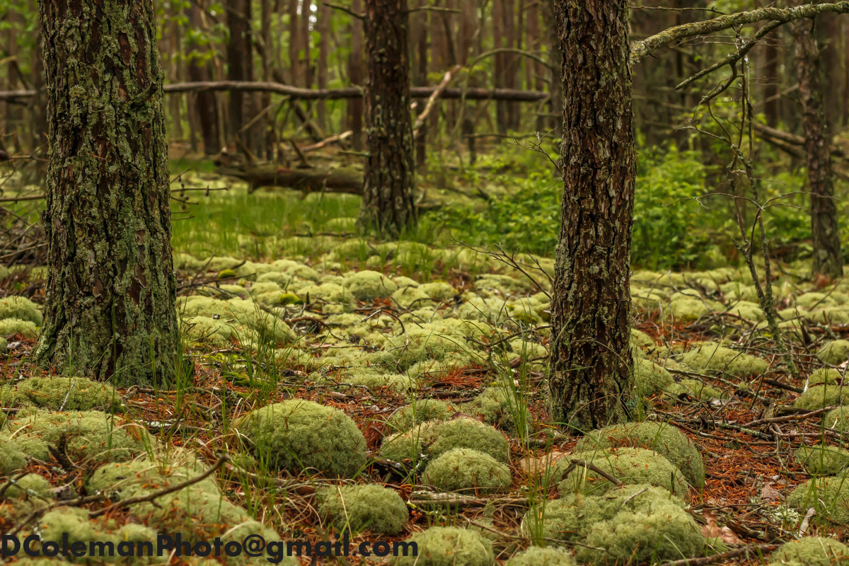 Manumuskin River Preserve, NJ 2019
