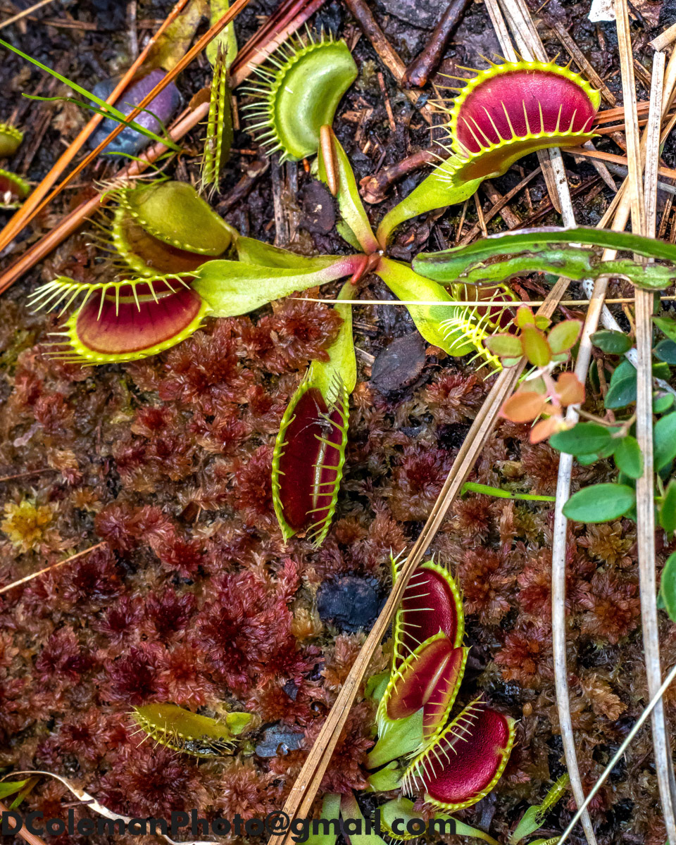 Carnivorous Venus Flytrap, NC 2020