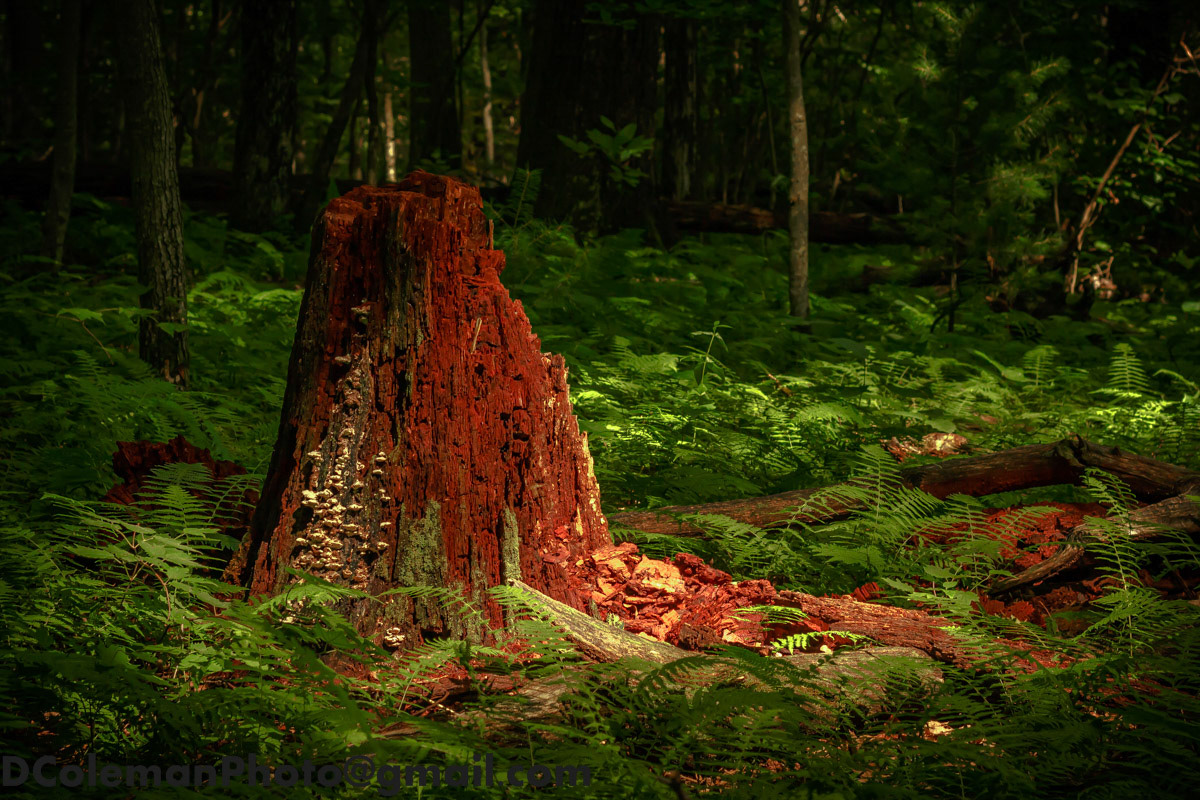 Fern Cliff Trail, Ohiopyle State Park 2018