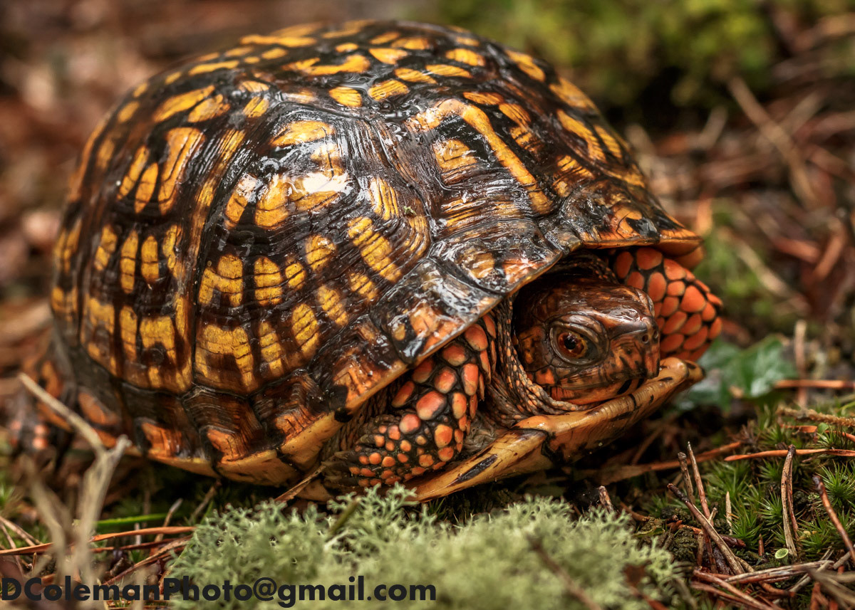 Eastern Box Turtle, 2019
