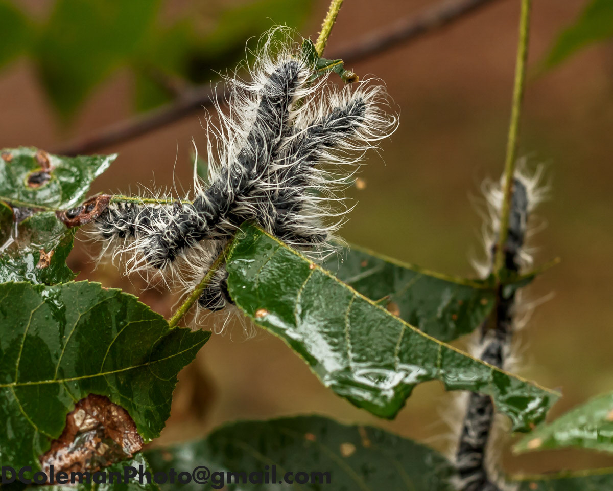 Larvael Gypsy Moth, 2019