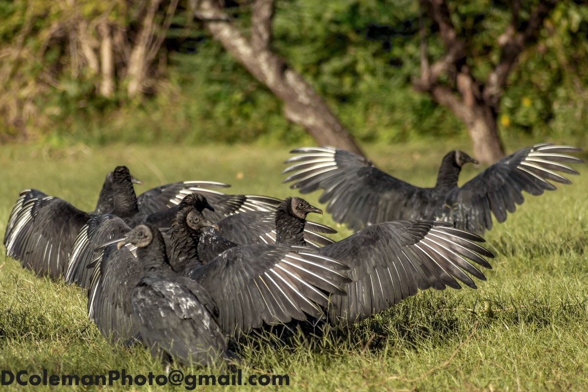 Black Vultures, Eastern Shore of Virginia 2018