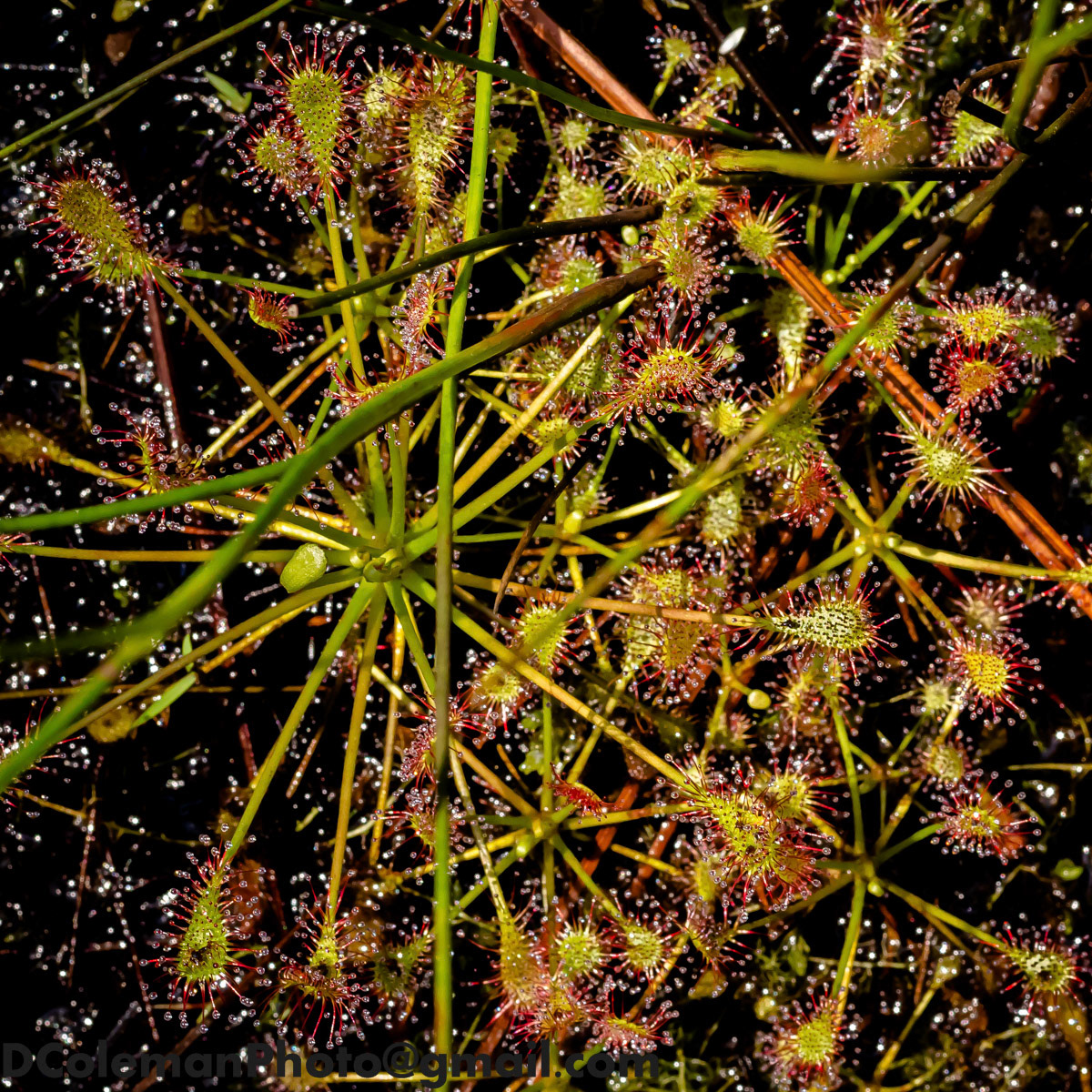 Carnivorous Sundew, NC 2020