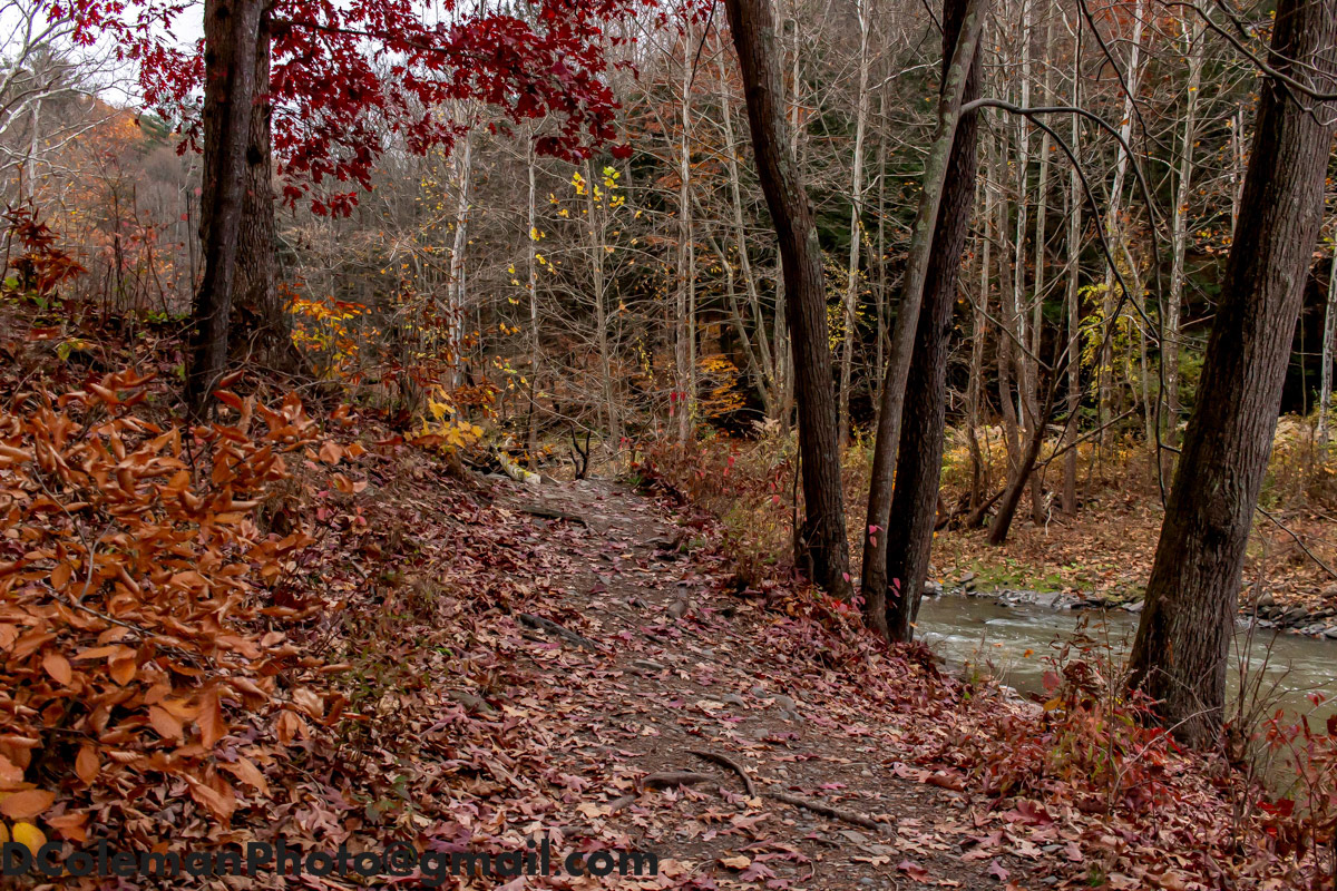 Mulholland Wildflower Preserve, NY 2019
