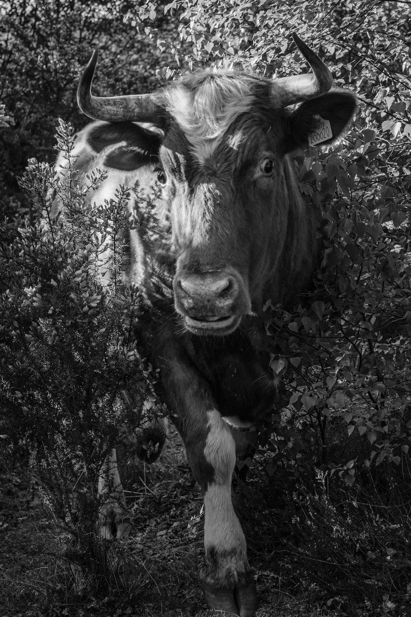 Animal