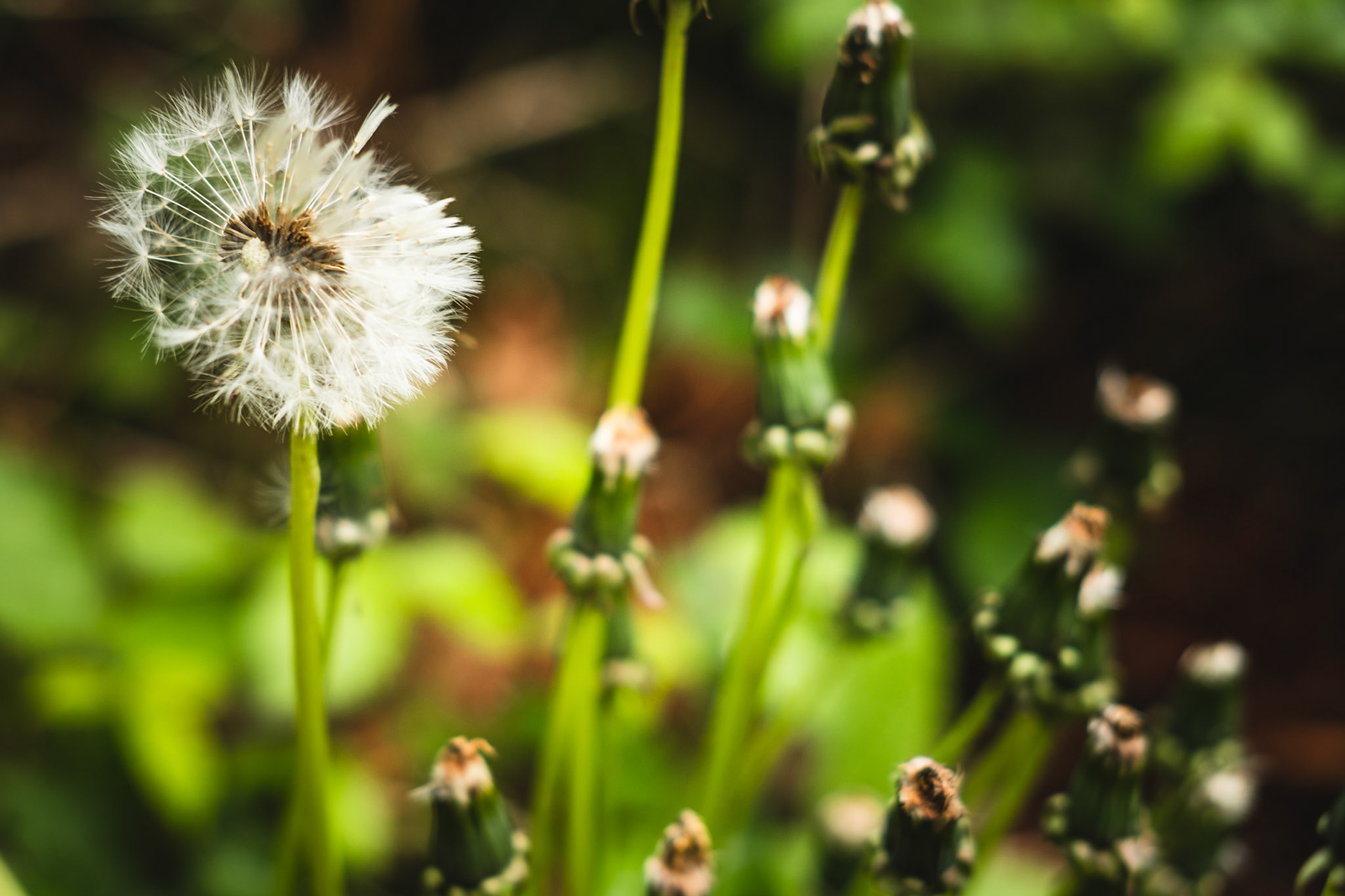 Something green