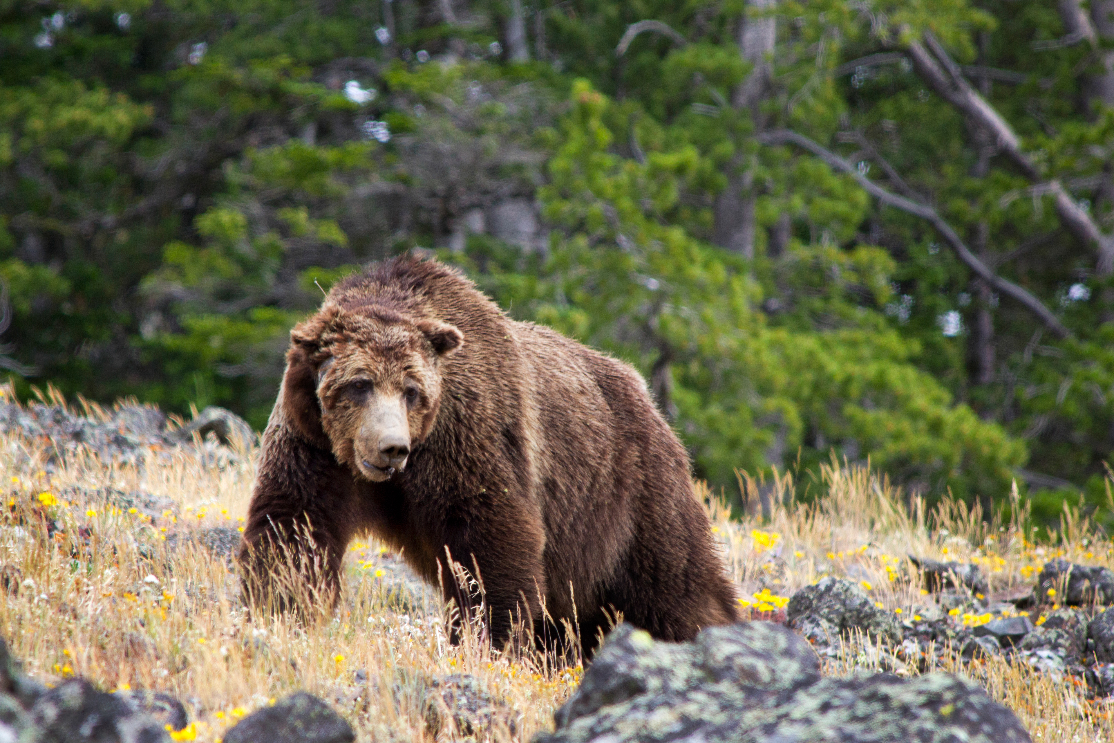 Yellowstone National Park, WY
